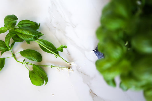 The Easiest Way To Have Endless Basil