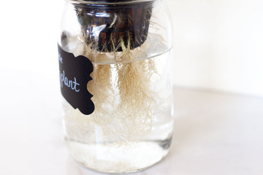 Your Roots Are Showing! Why This Is A Good Thing.