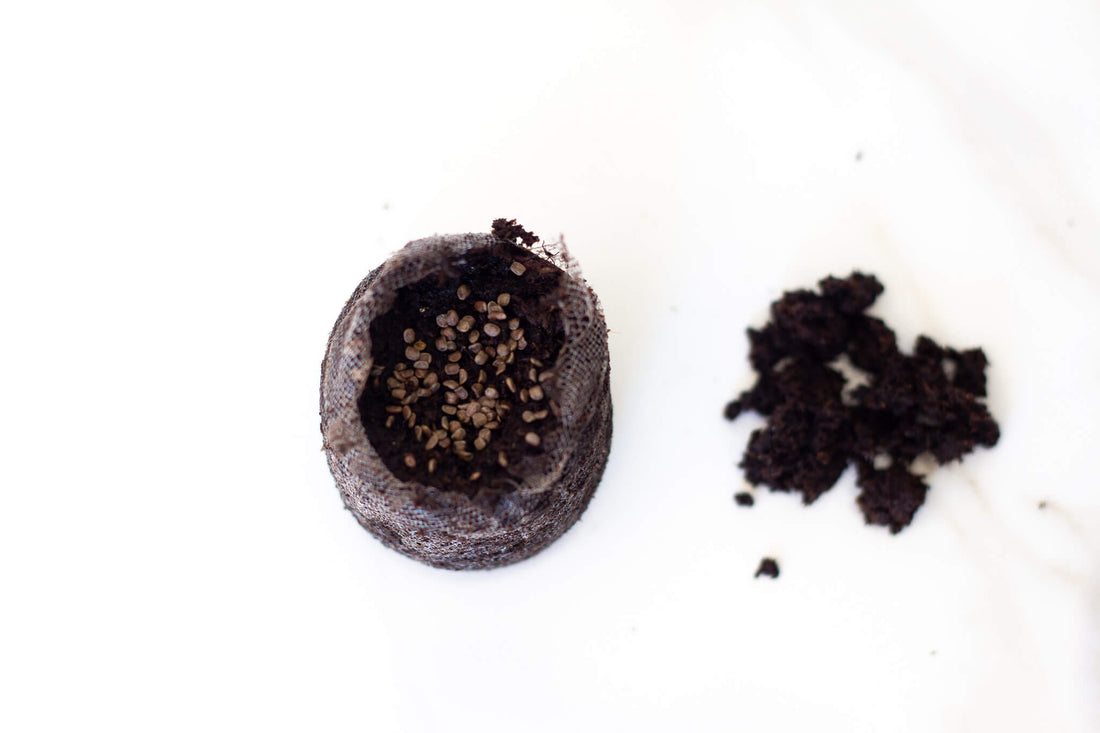 One Reason Your Seeds Are Not Growing And How To Fix It