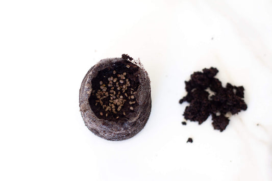 One Reason Your Seeds Are Not Growing And How To Fix It