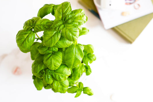 Basil Harvest Update | Video
