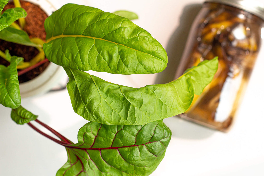 Harvesting Bright Lights Swiss Chard Grown From Seed | Video