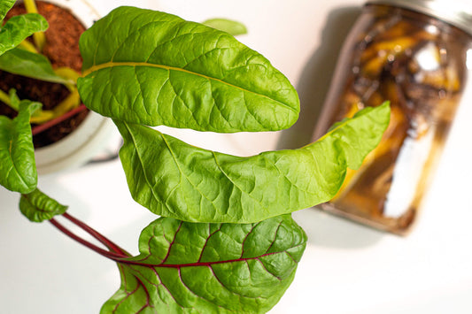 Harvesting Bright Lights Swiss Chard Grown From Seed | Video