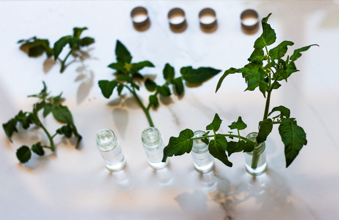 Why and How to Top Off Tomato Plants and More