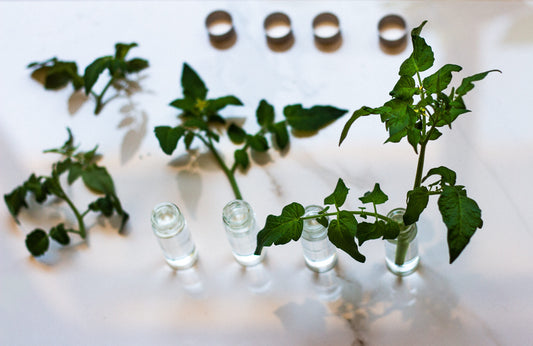 Why and How to Top Off Tomato Plants and More