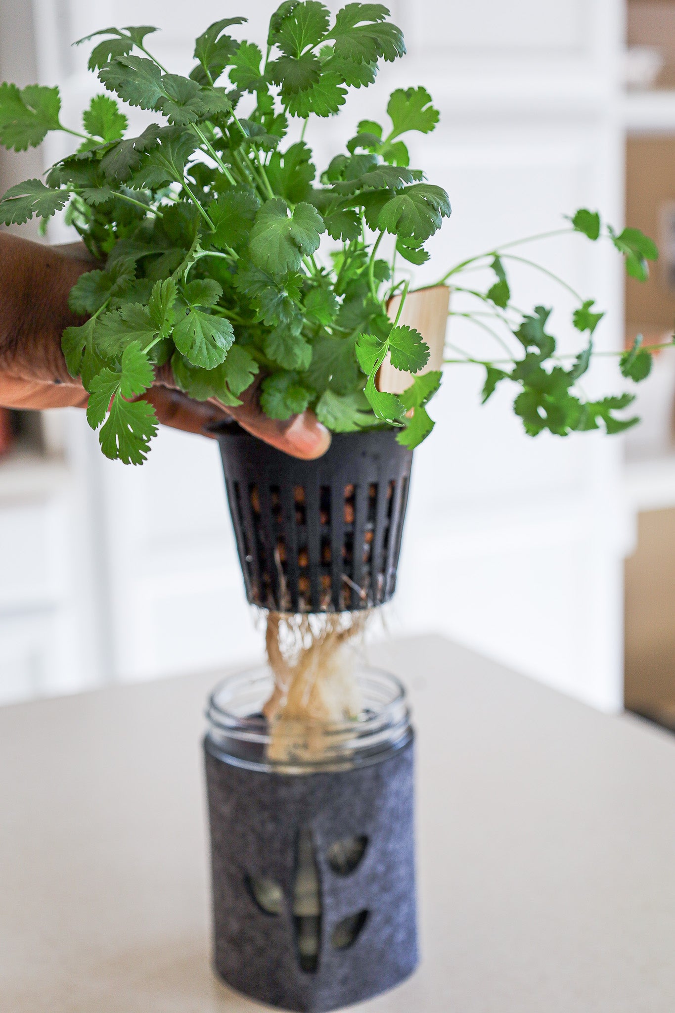 cilantro handheld showing hydroponic roots