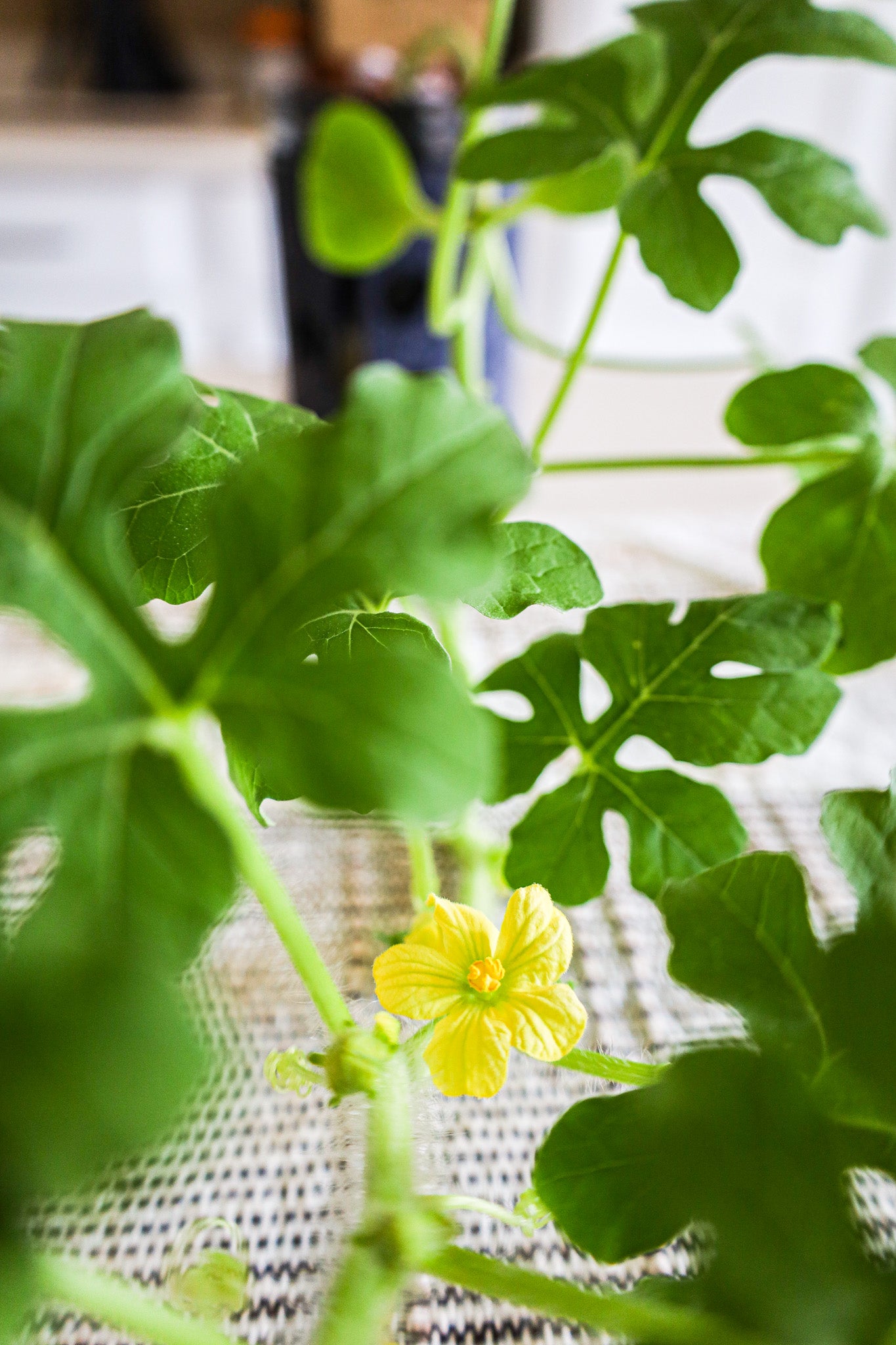 Watermelon Hydroponic Mason Jar Garden Kit