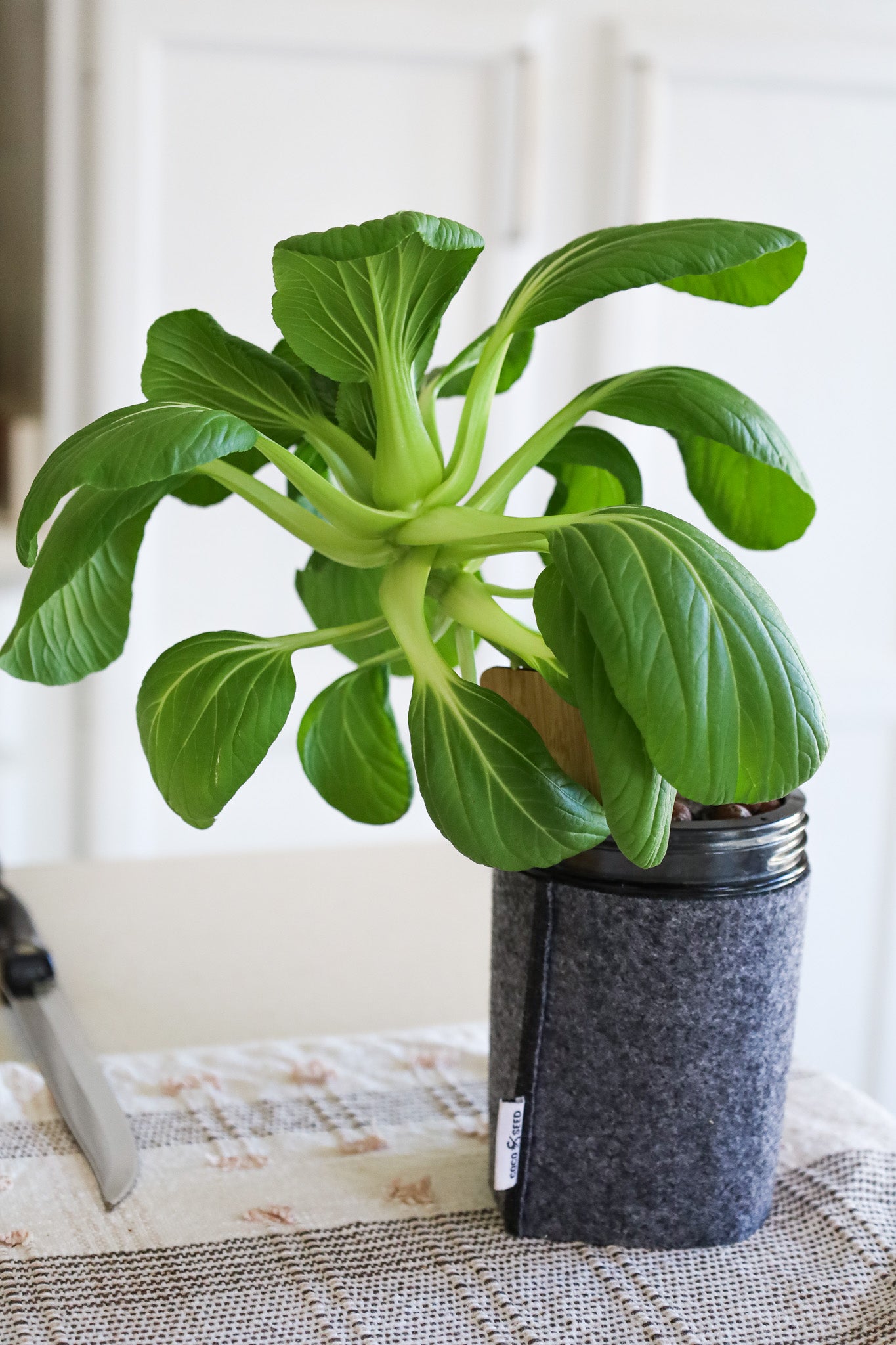 boy choy in hydroponic garden kit