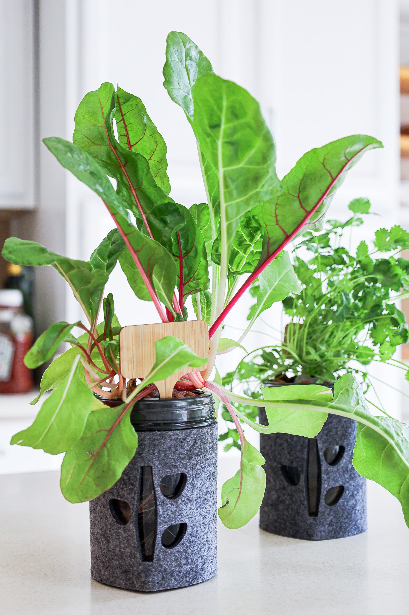 bright lights swiss chard growing in a coco and seed mason jar hydroponic garden kit