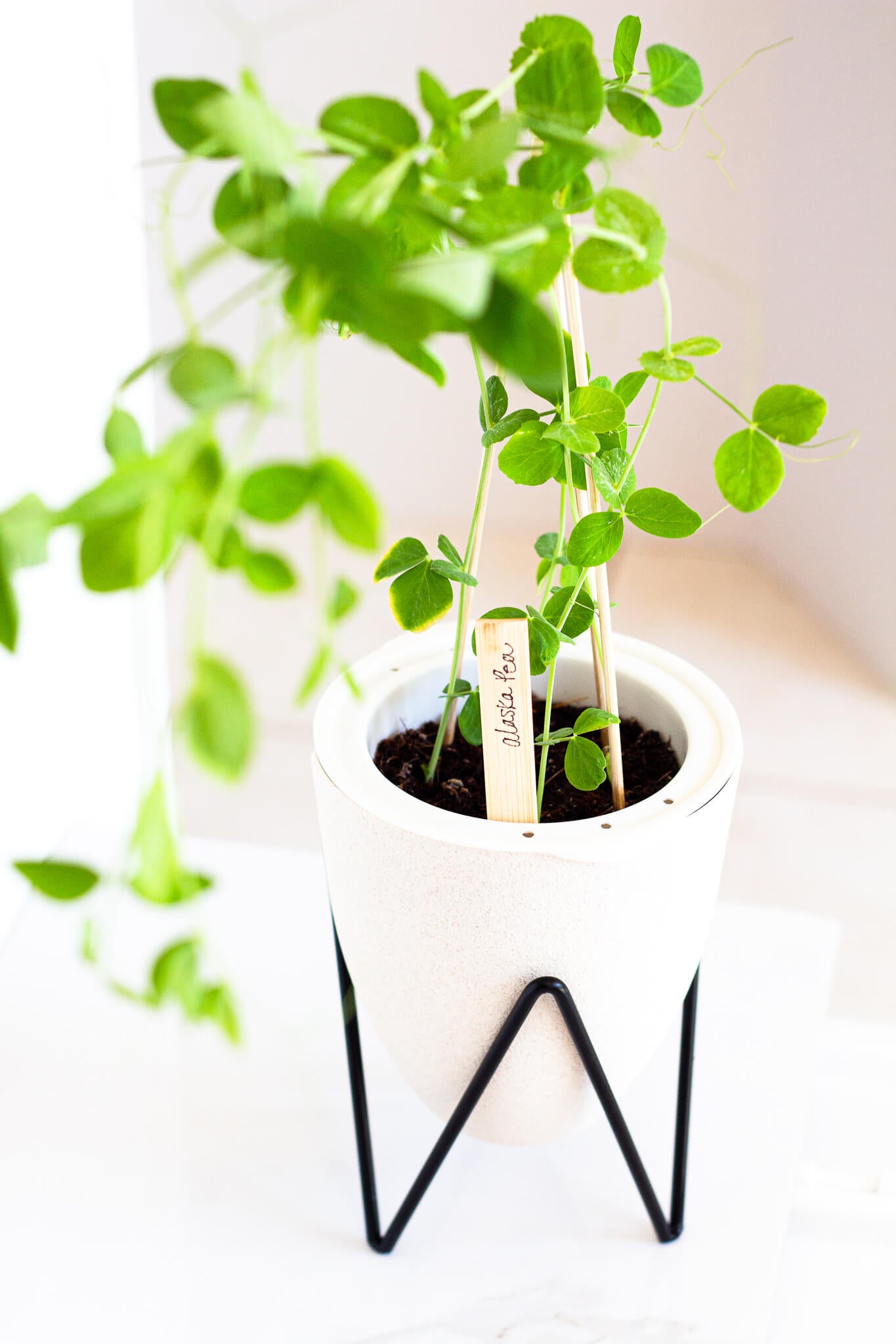 EcoPlanter Pot