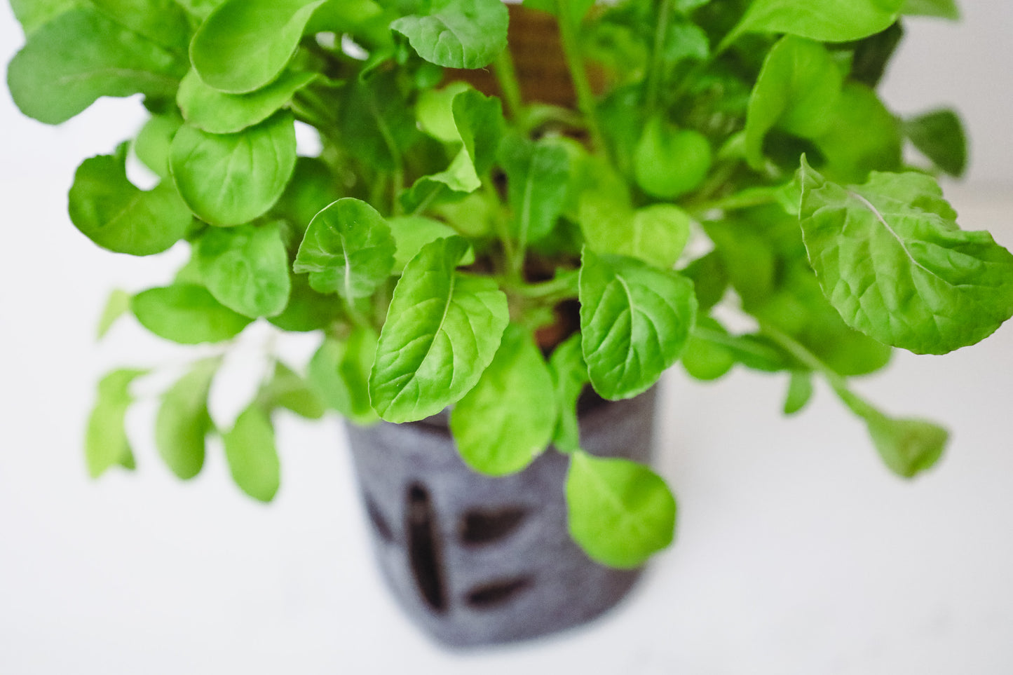 Arugula Hydroponic Mason Jar Garden Kit