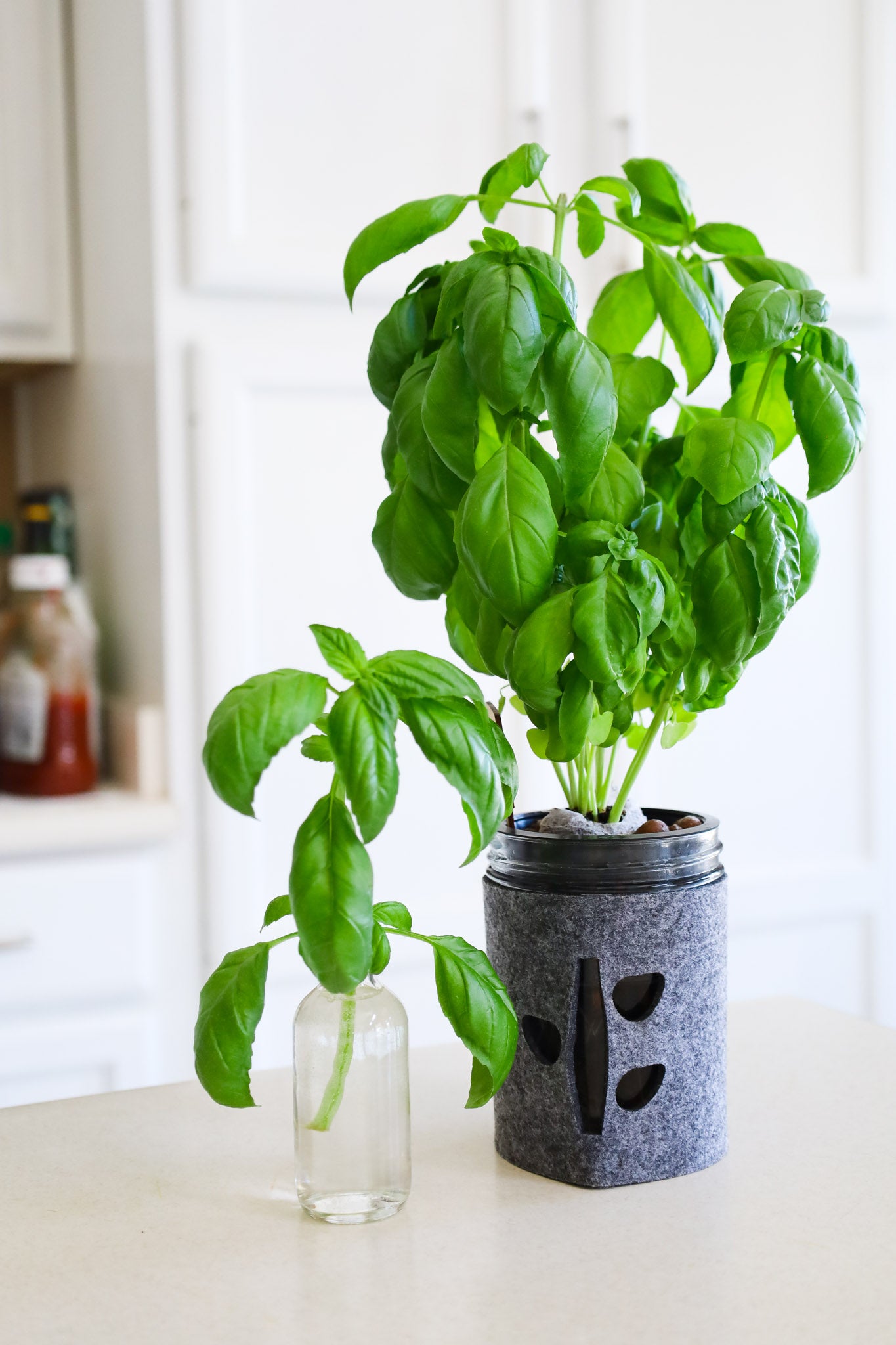 basil growing hydroponically on a kitchen counter