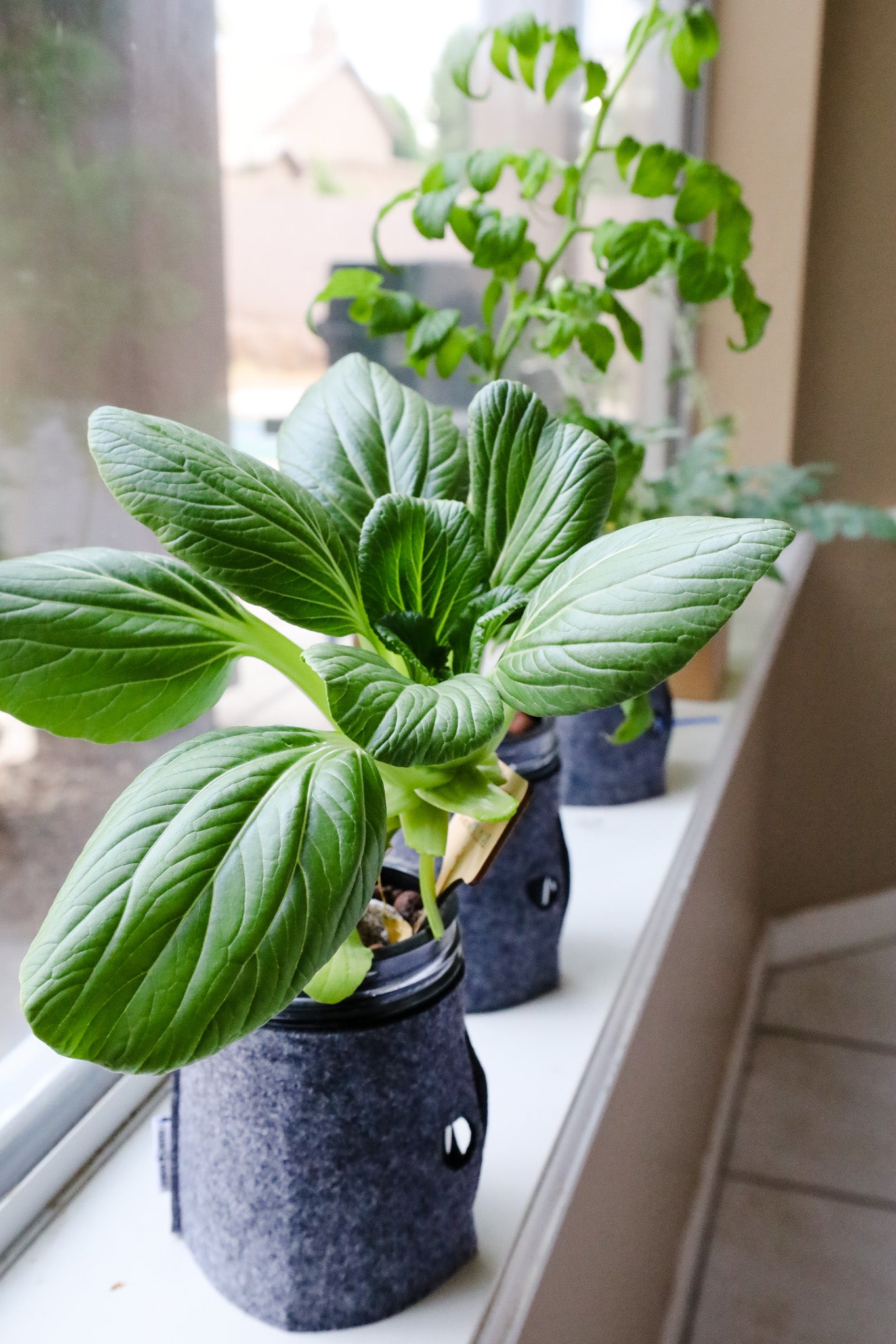 Bok Choy Hydroponic Mason Jar Garden Kit