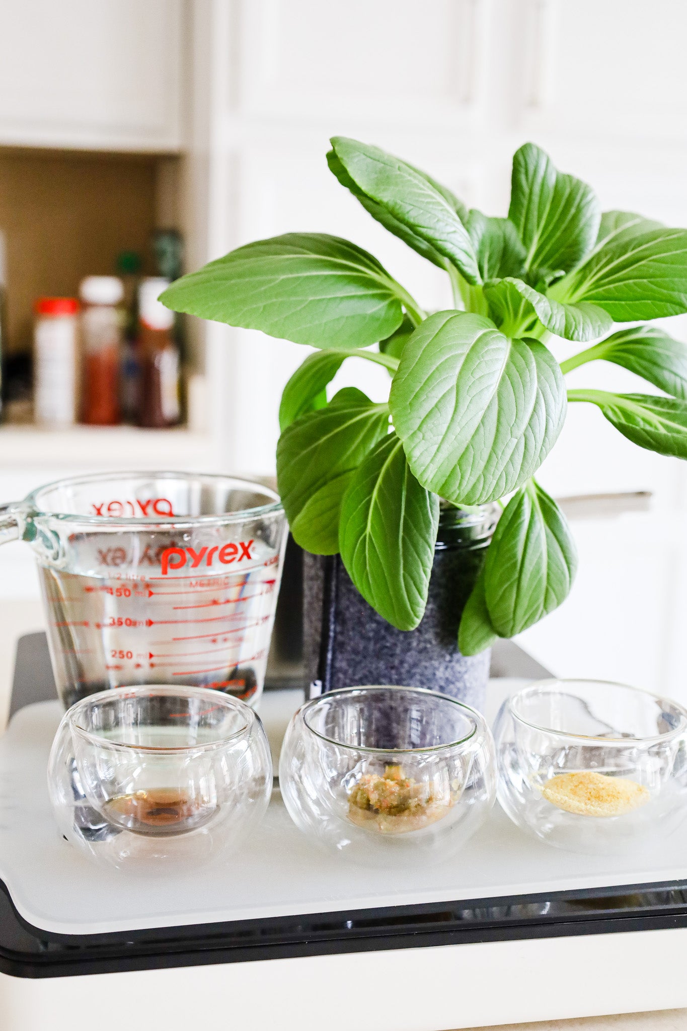 Bok Choy Hydroponic Mason Jar Garden Kit