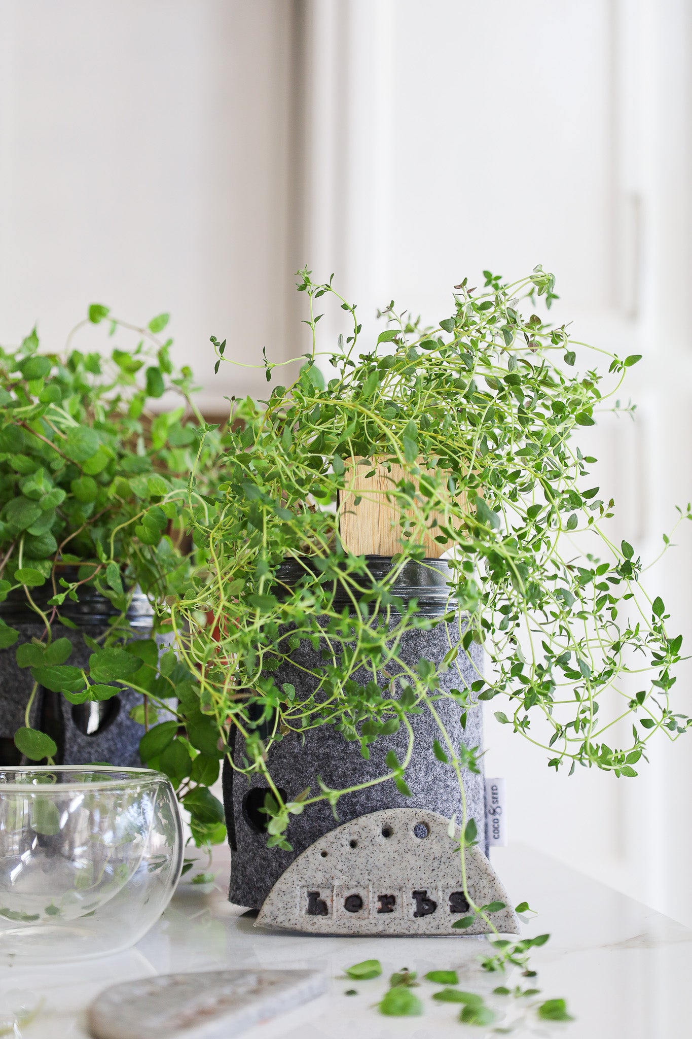 fresh thyme in a mason jar garden kit on a kitchen counter