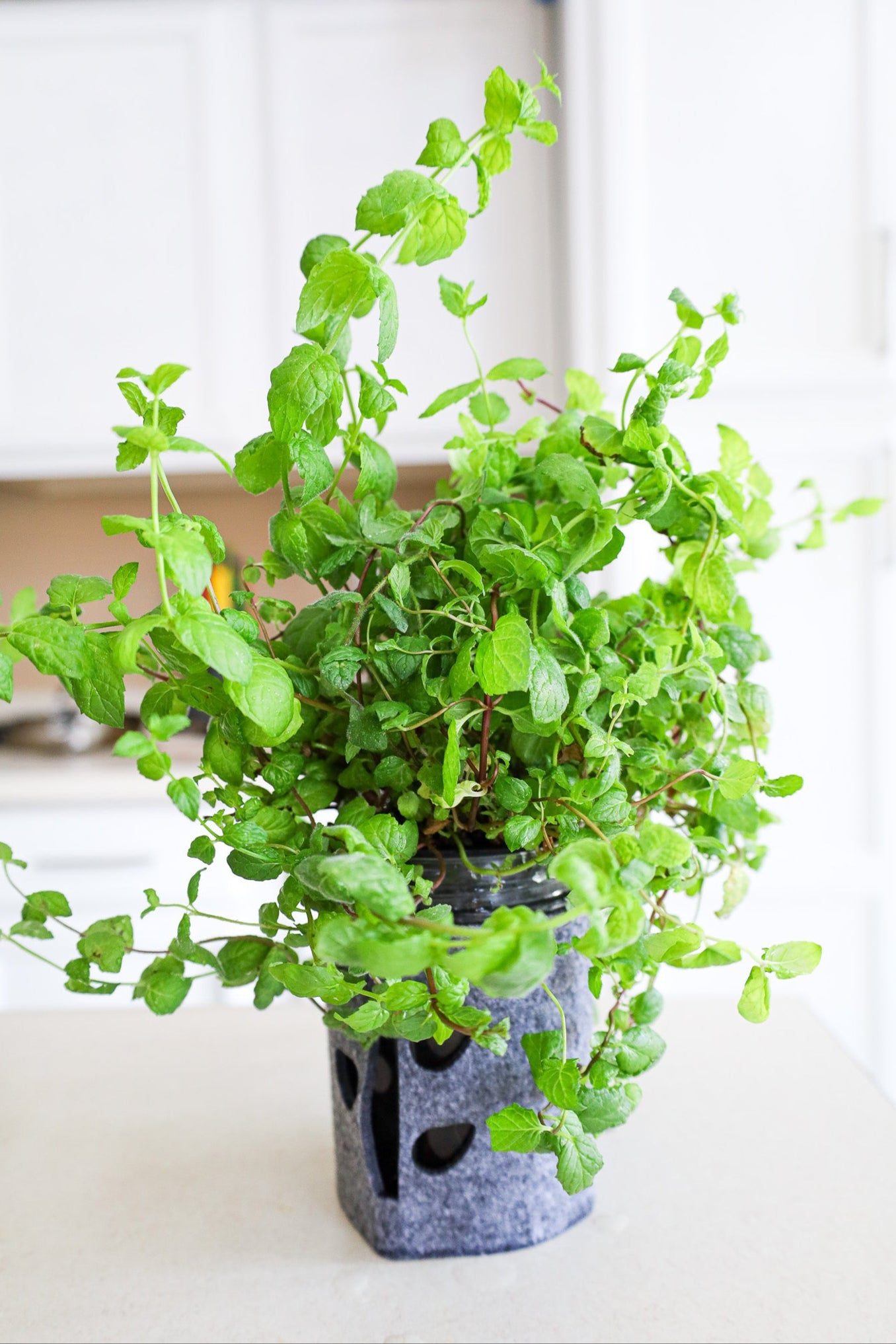 mint looking healthy growing in a coco and seed hydroponic mason jar garden kit