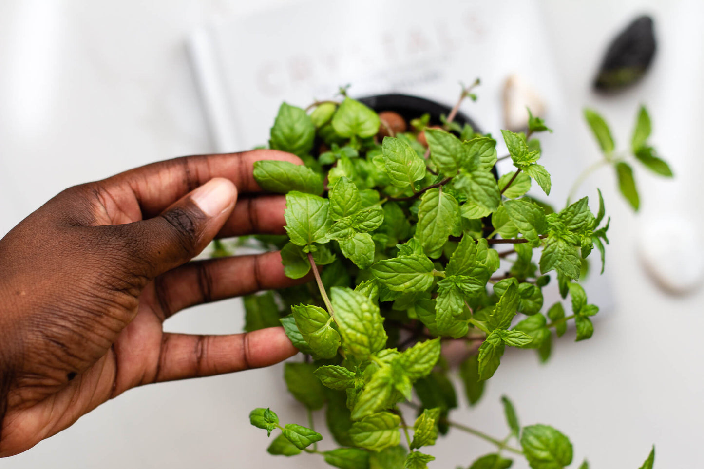 Mint Hydroponic Mason Jar Garden Kit