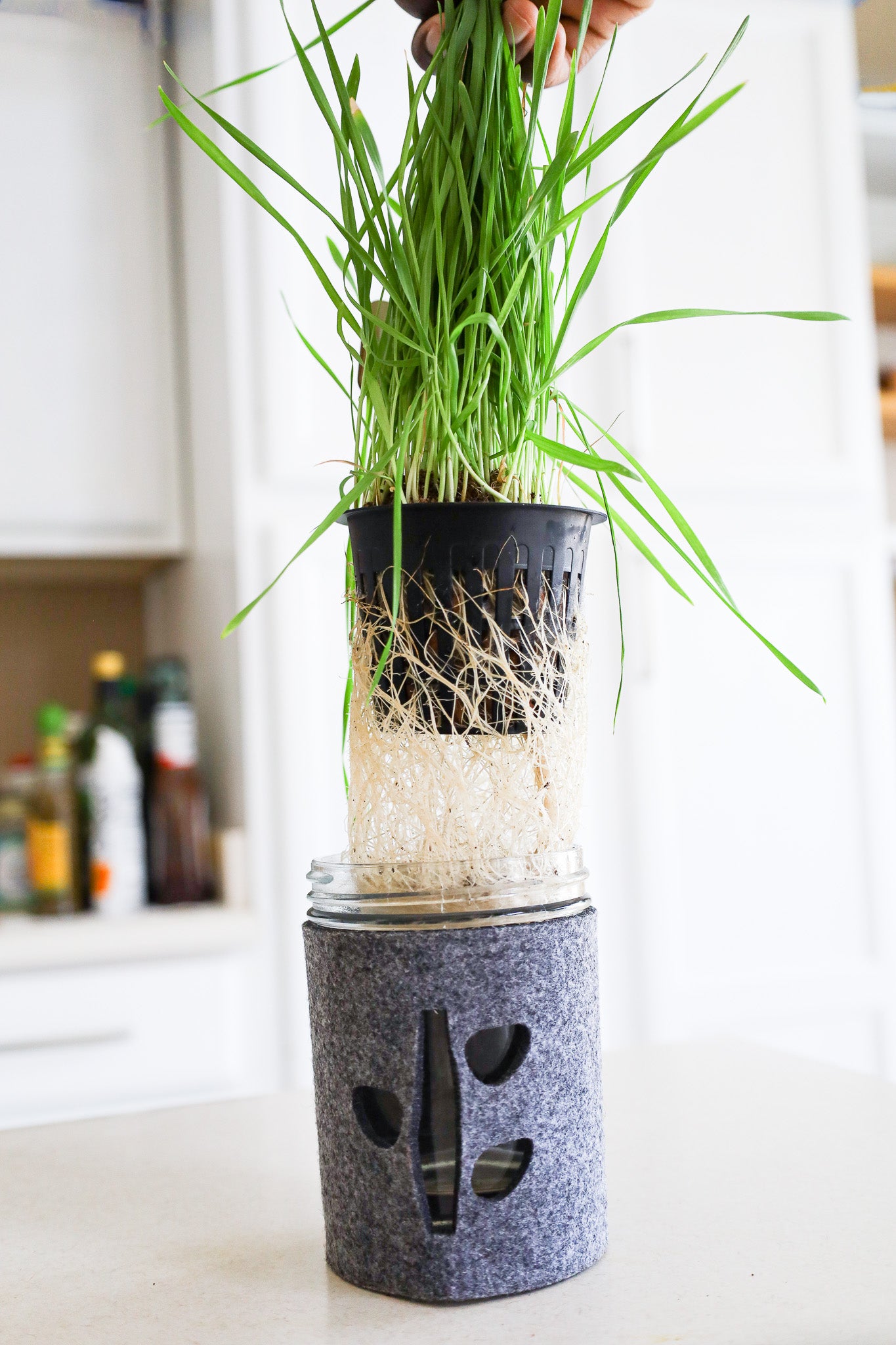 Microgreens Trio Kit