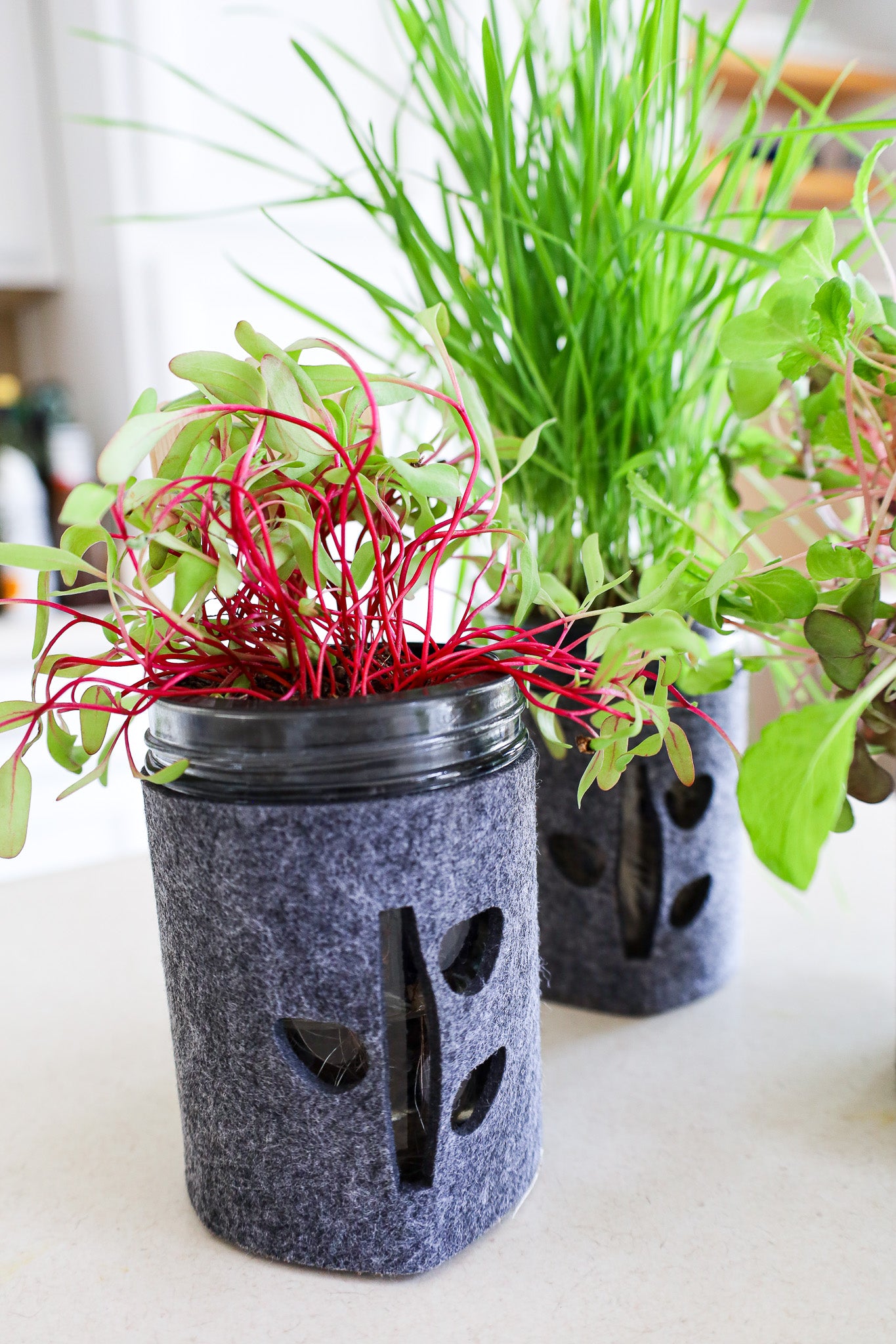 Microgreens Trio Kit