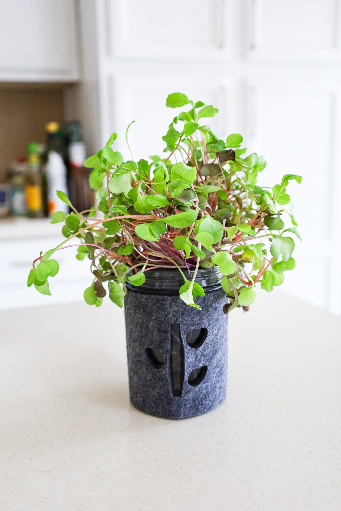 Microgreens Trio Kit