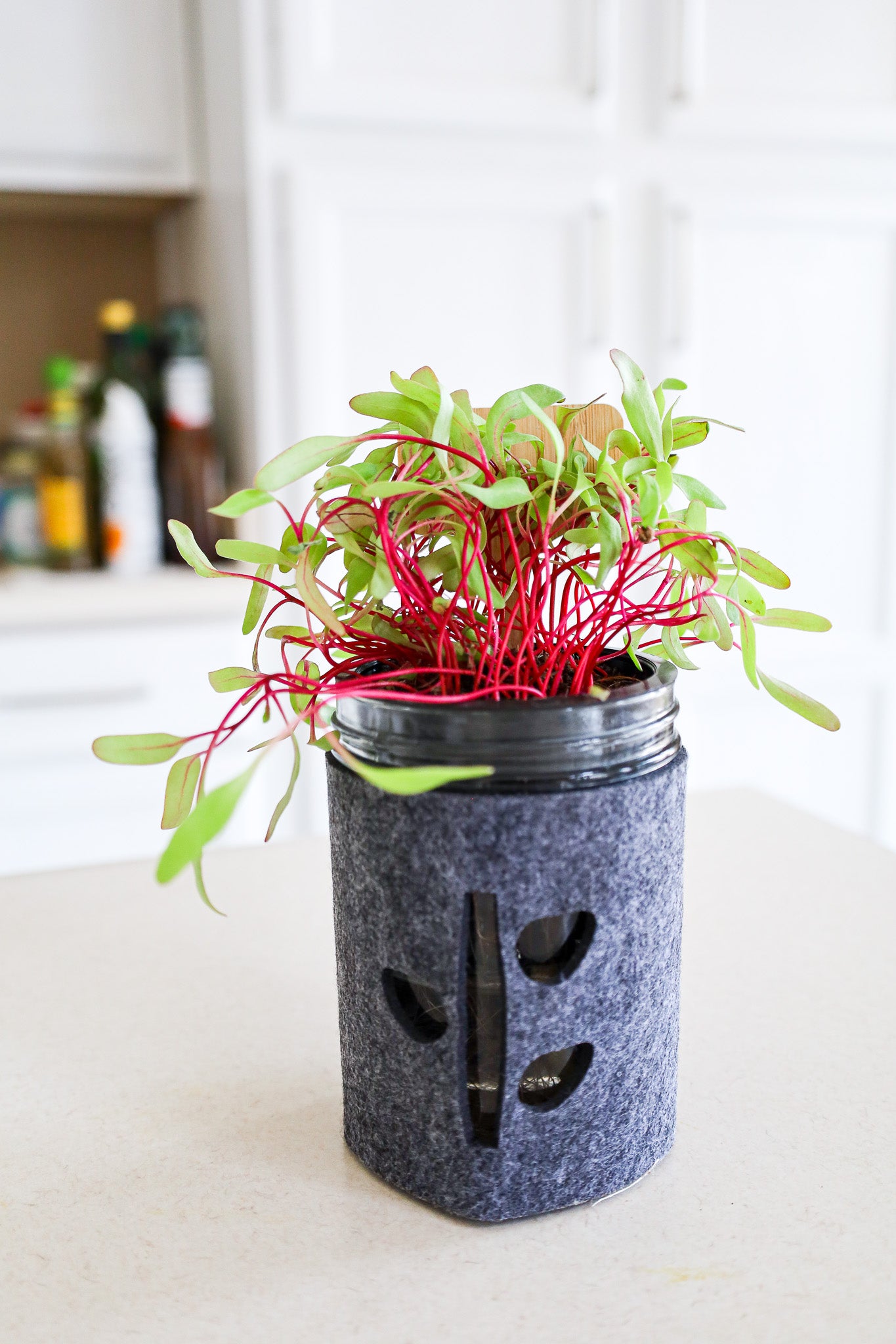 Microgreens Trio Kit