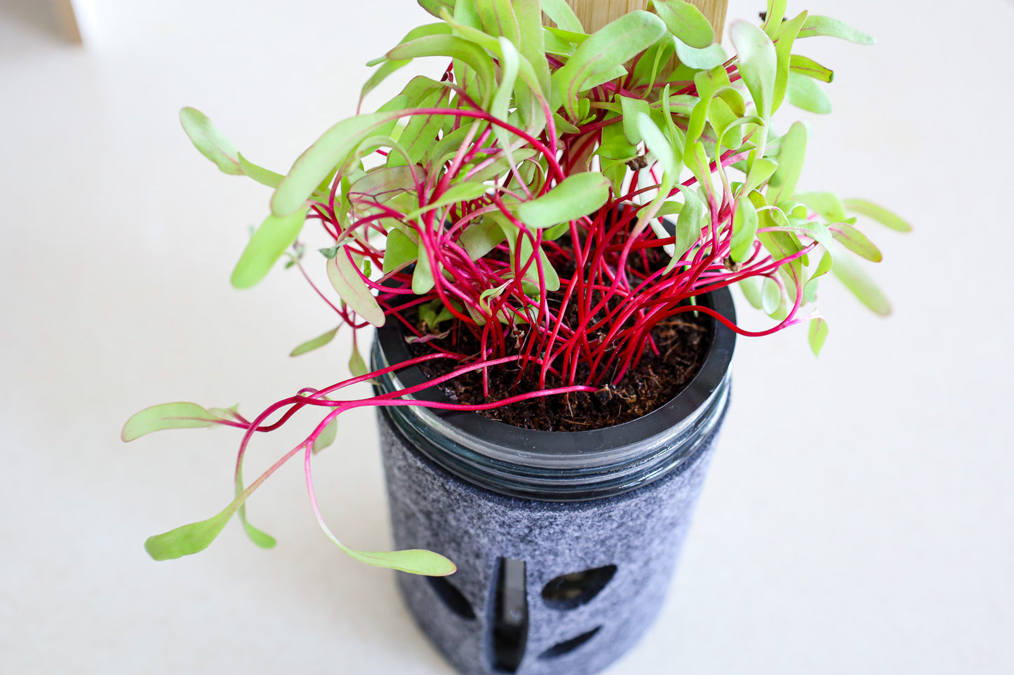 Microgreens Trio Kit