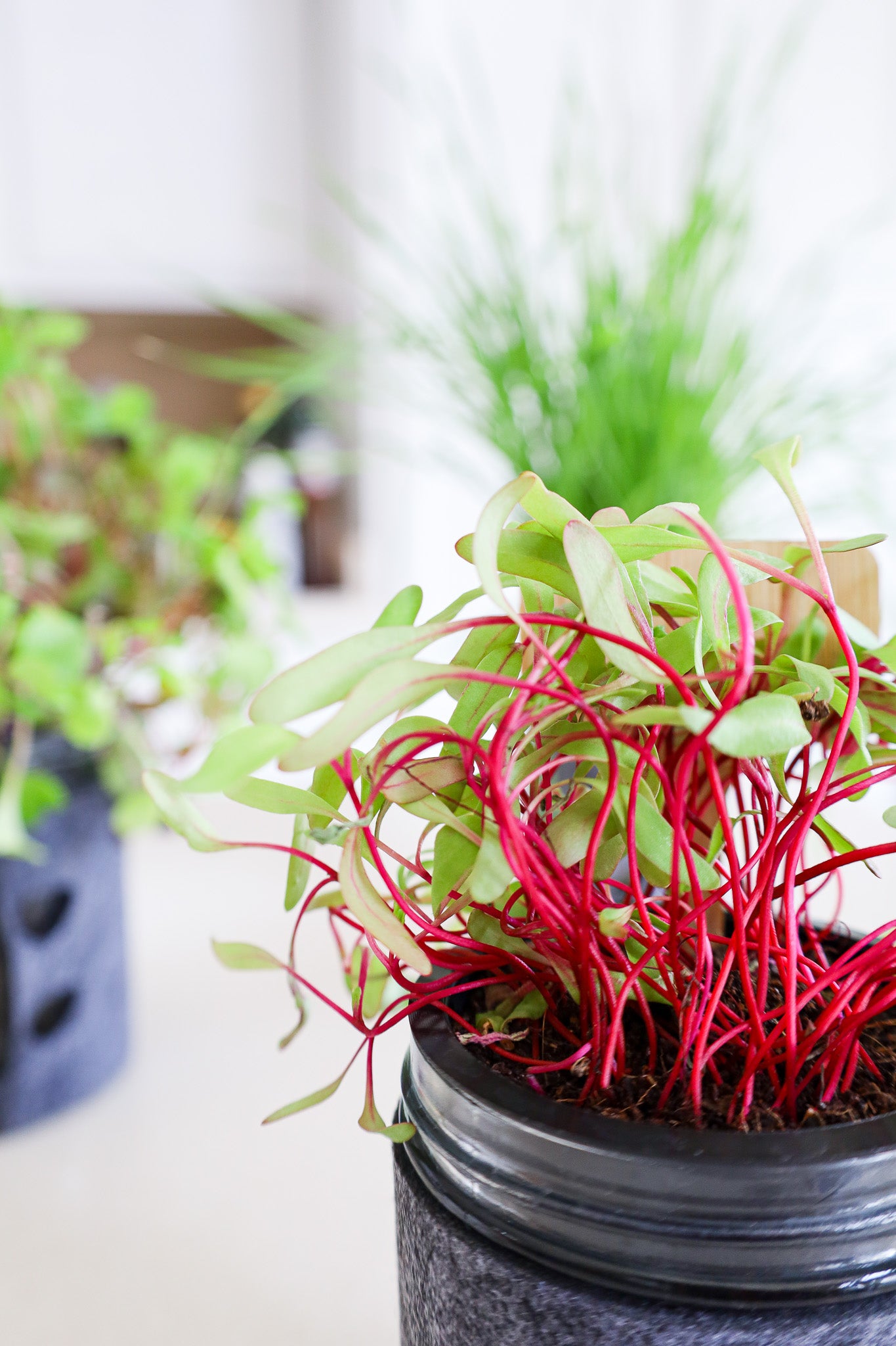 Microgreens Trio Kit