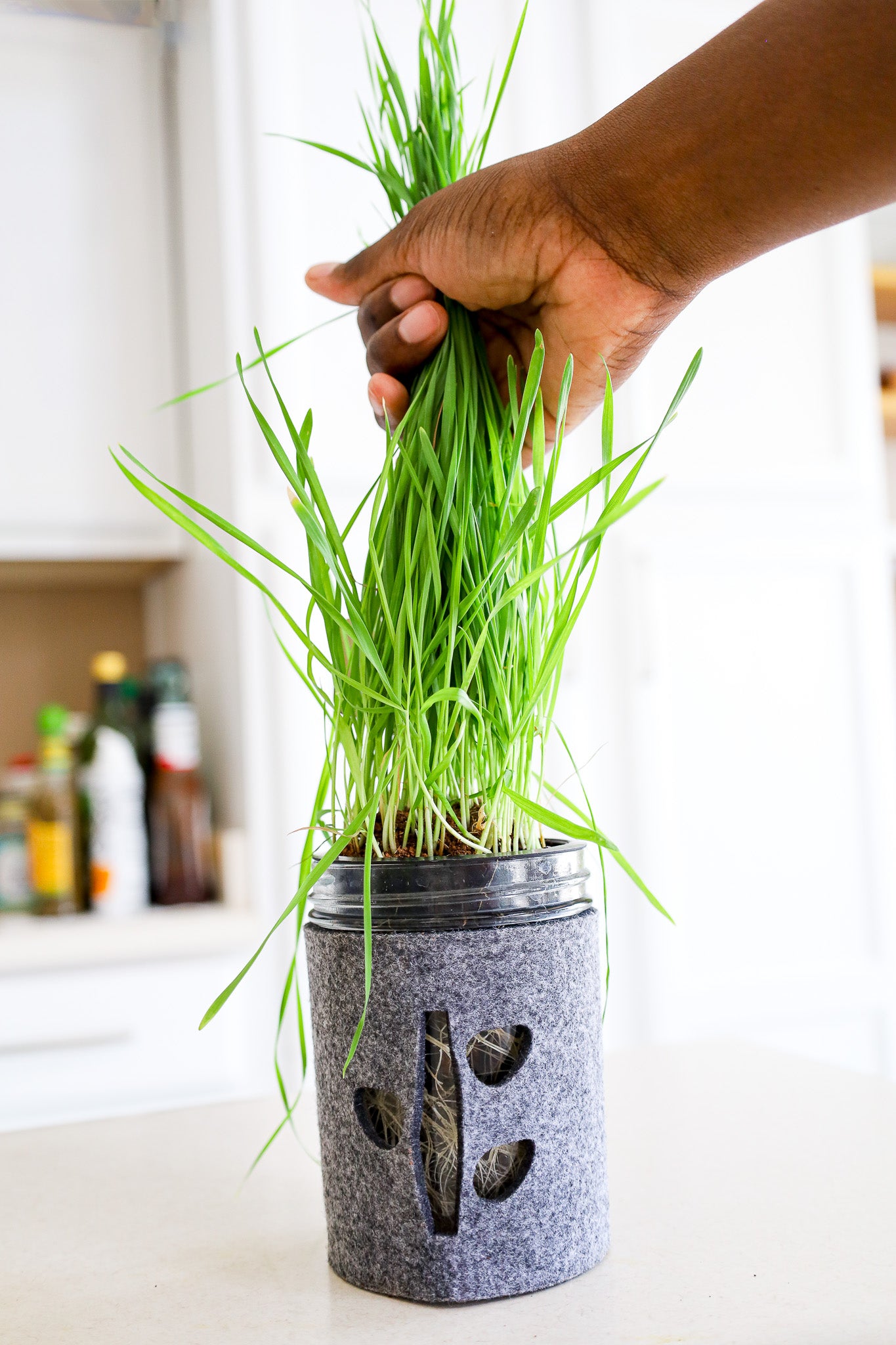 Microgreens Trio Kit