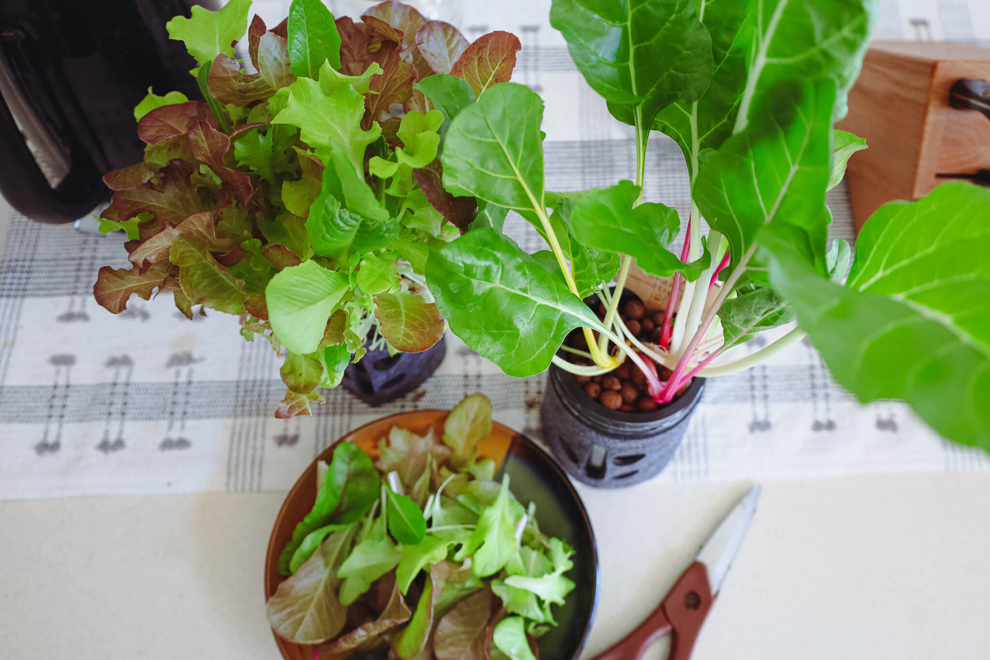 Swiss Chard Hydroponic Mason Jar Garden Kit