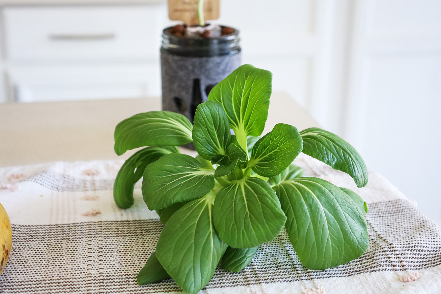 Bok Choy Hydroponic Mason Jar Garden Kit