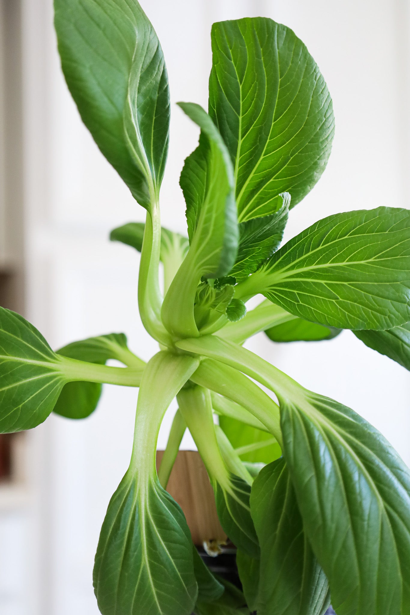 Bok Choy Hydroponic Mason Jar Garden Kit