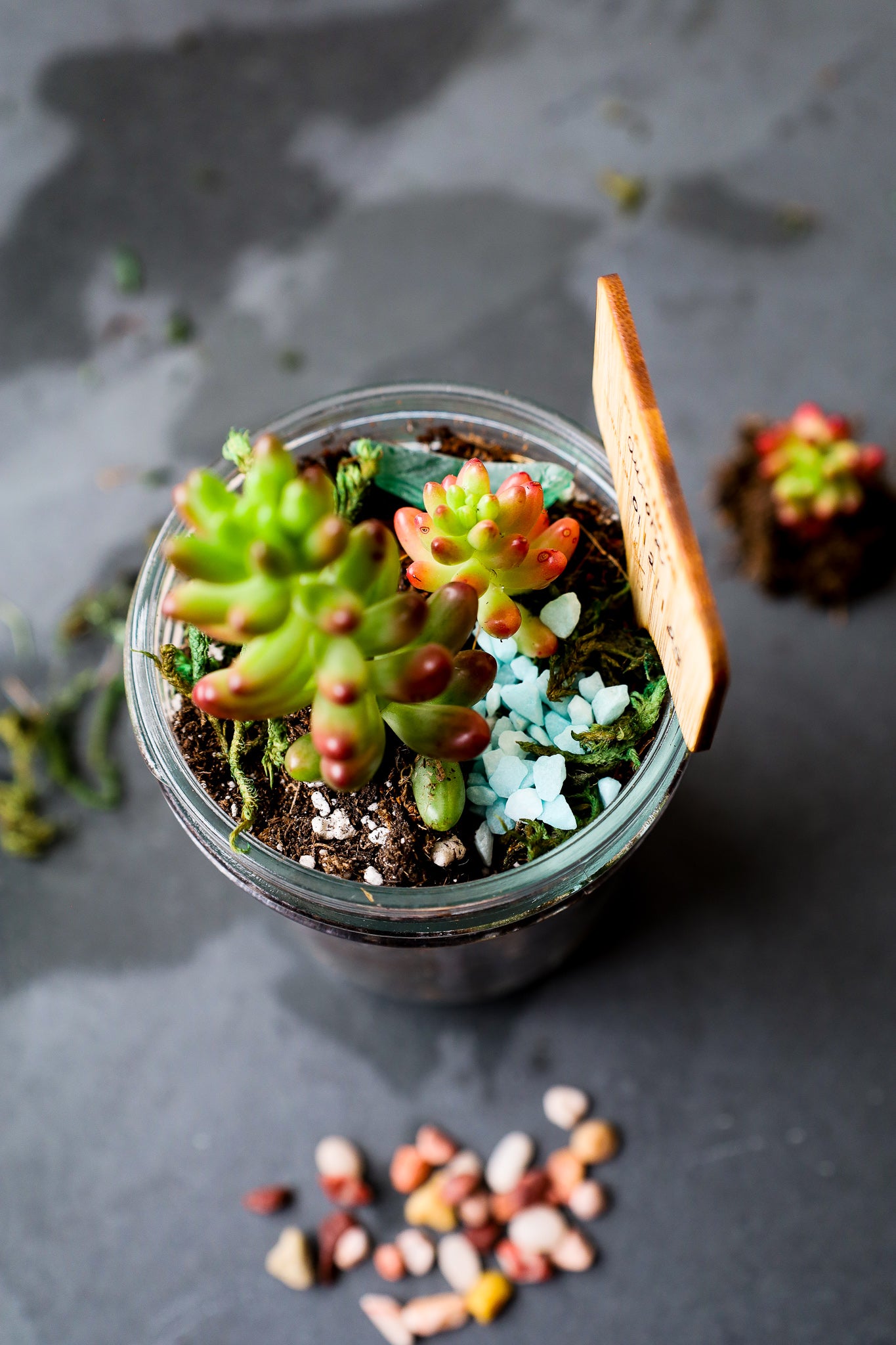 Terrarium Mason Jar Garden Kit with Plant