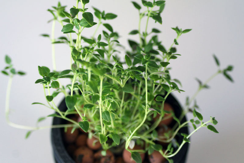 Thyme Hydroponic Mason Jar Garden Kit
