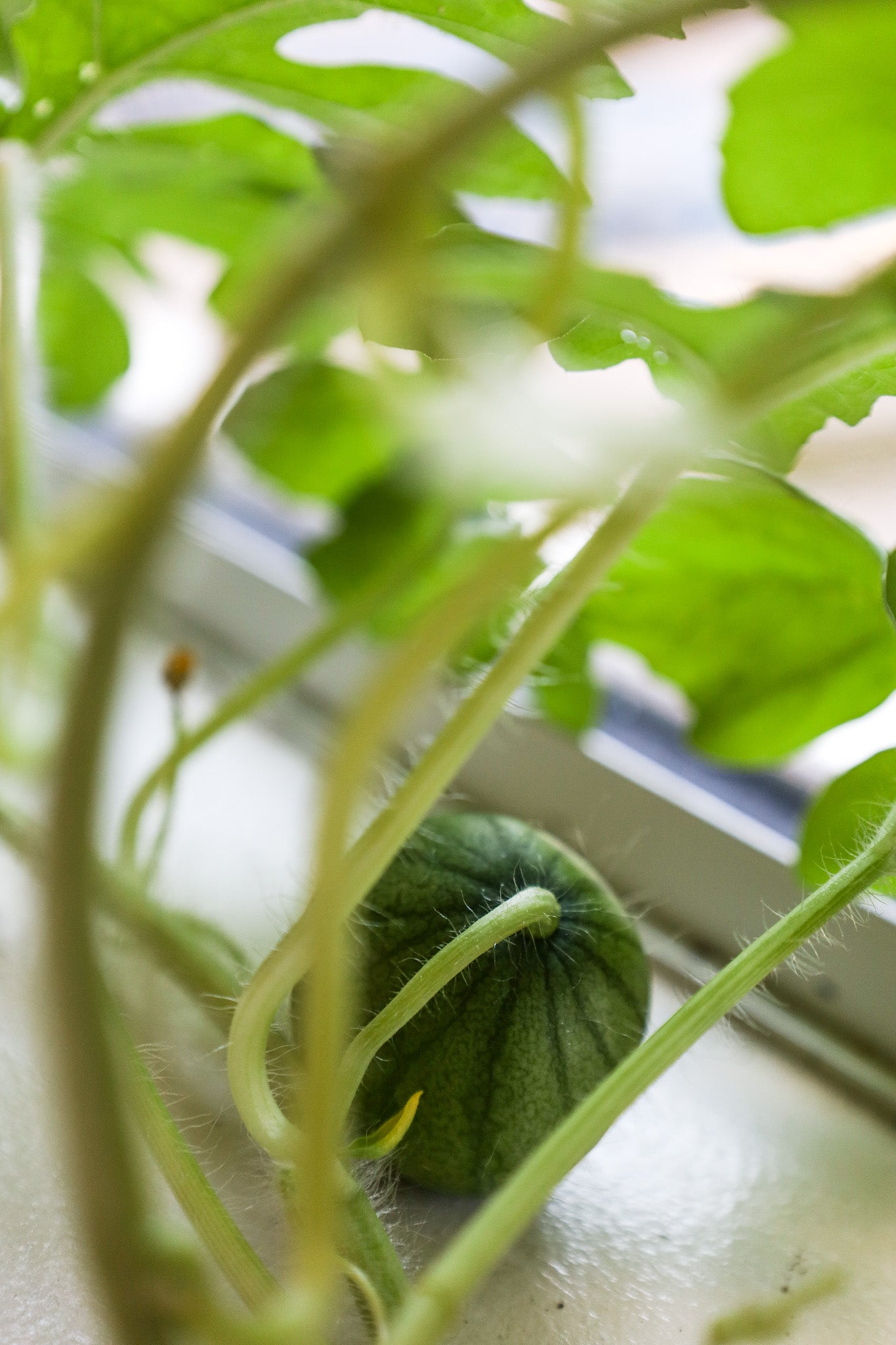 Watermelon Hydroponic Mason Jar Garden Kit