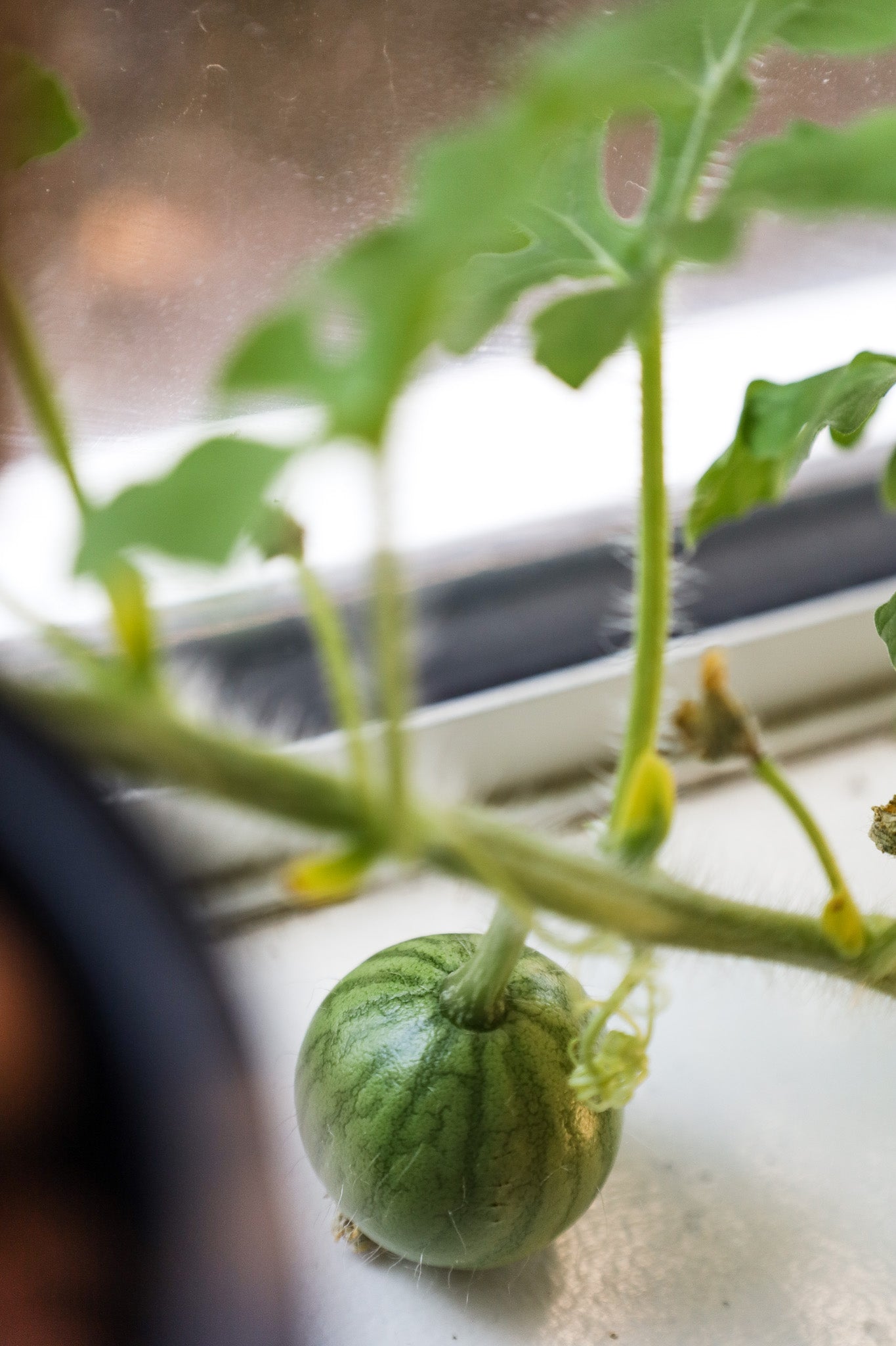 Watermelon Hydroponic Mason Jar Garden Kit