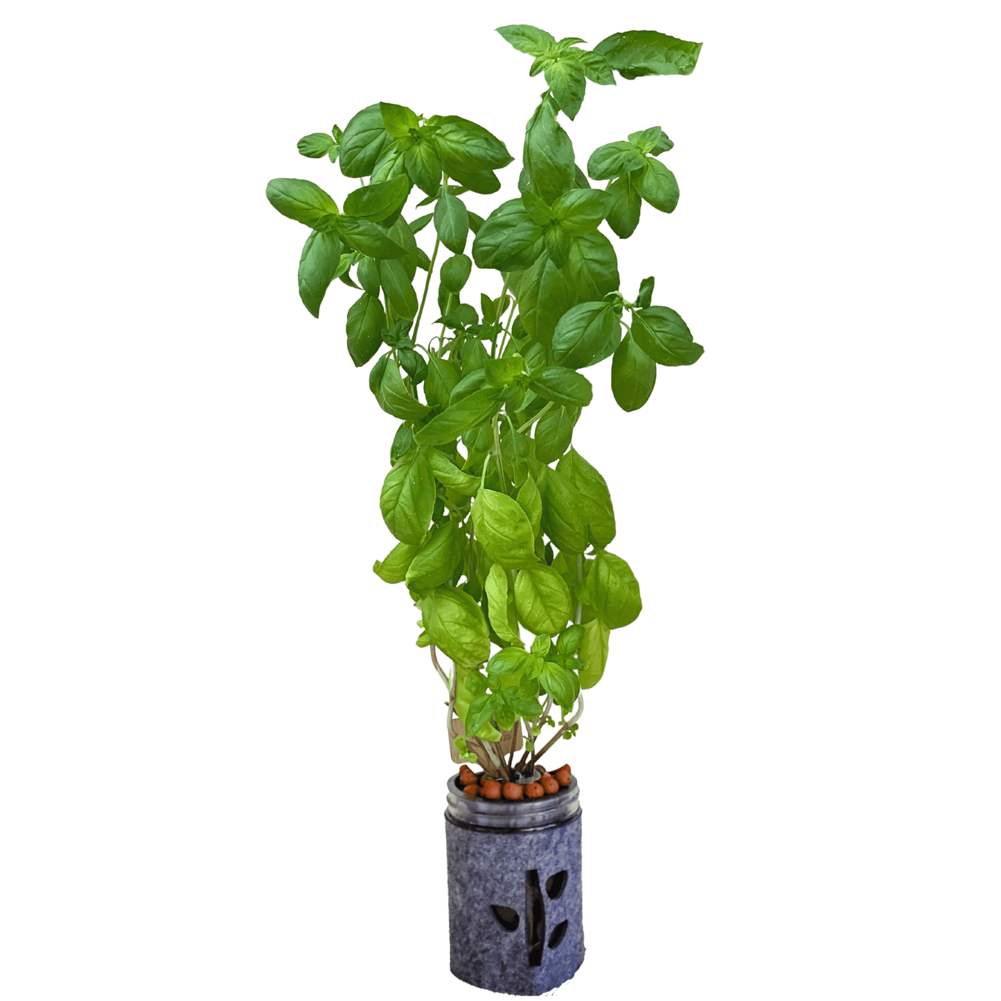 Hydroponic Mason Jar Garden Kit