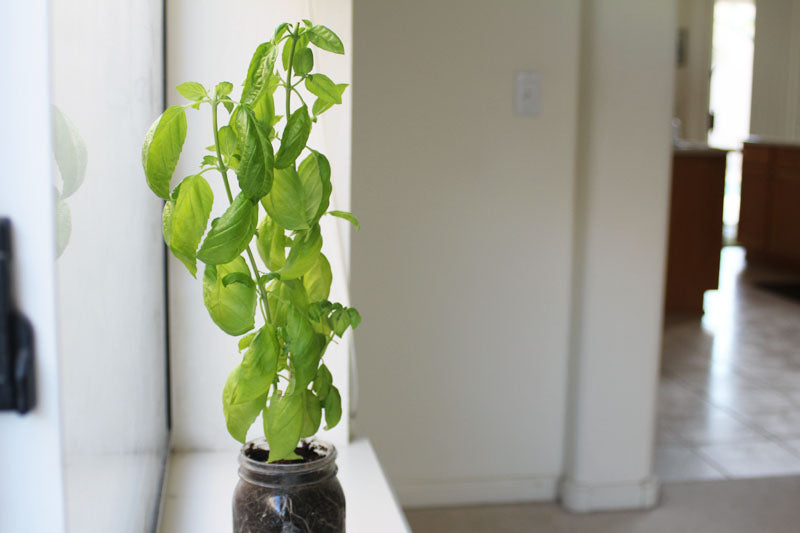 Soil Mason Jar Indoor Garden Kit