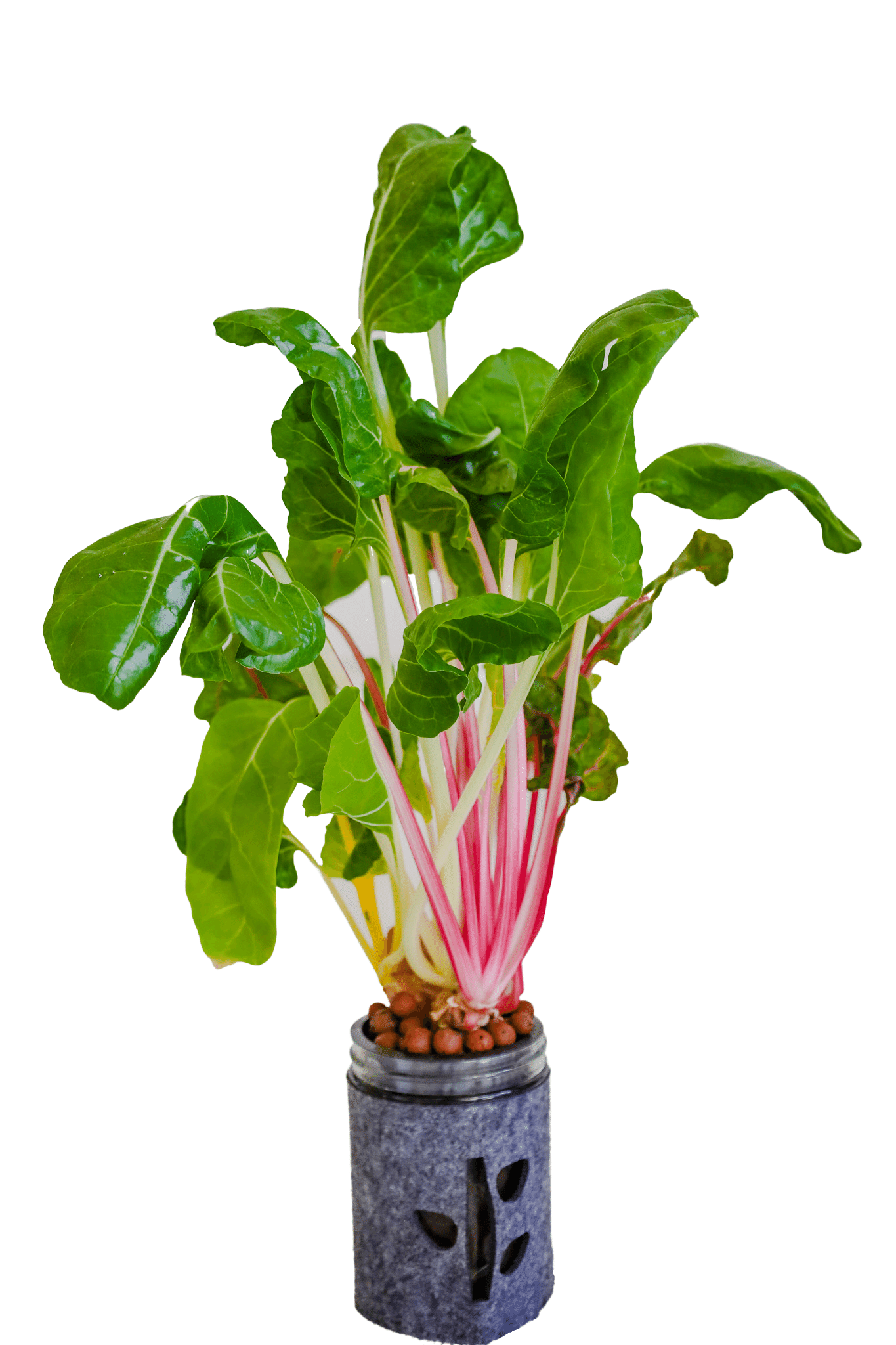 Hydroponic Mason Jar Garden Kit