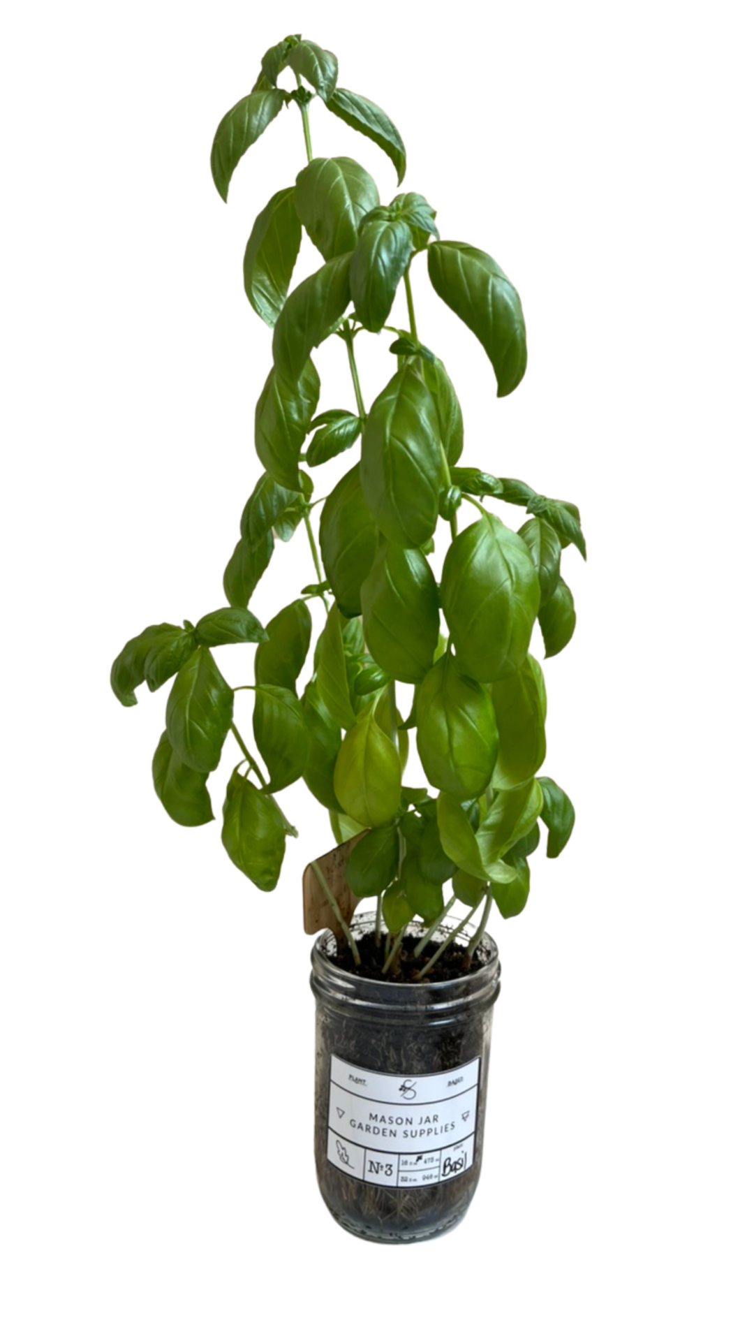 Soil Mason Jar Indoor Garden Kit