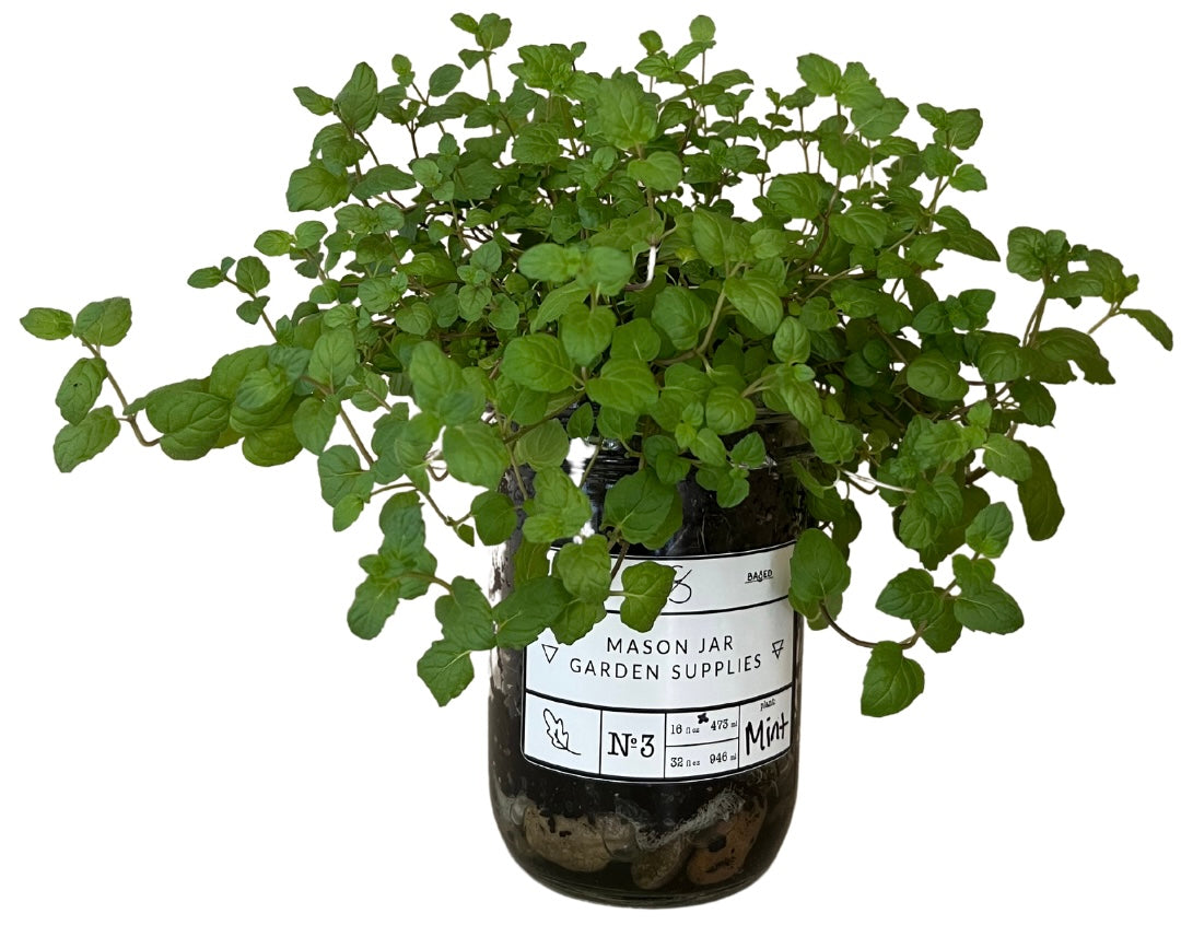 Soil Mason Jar Indoor Garden Kit