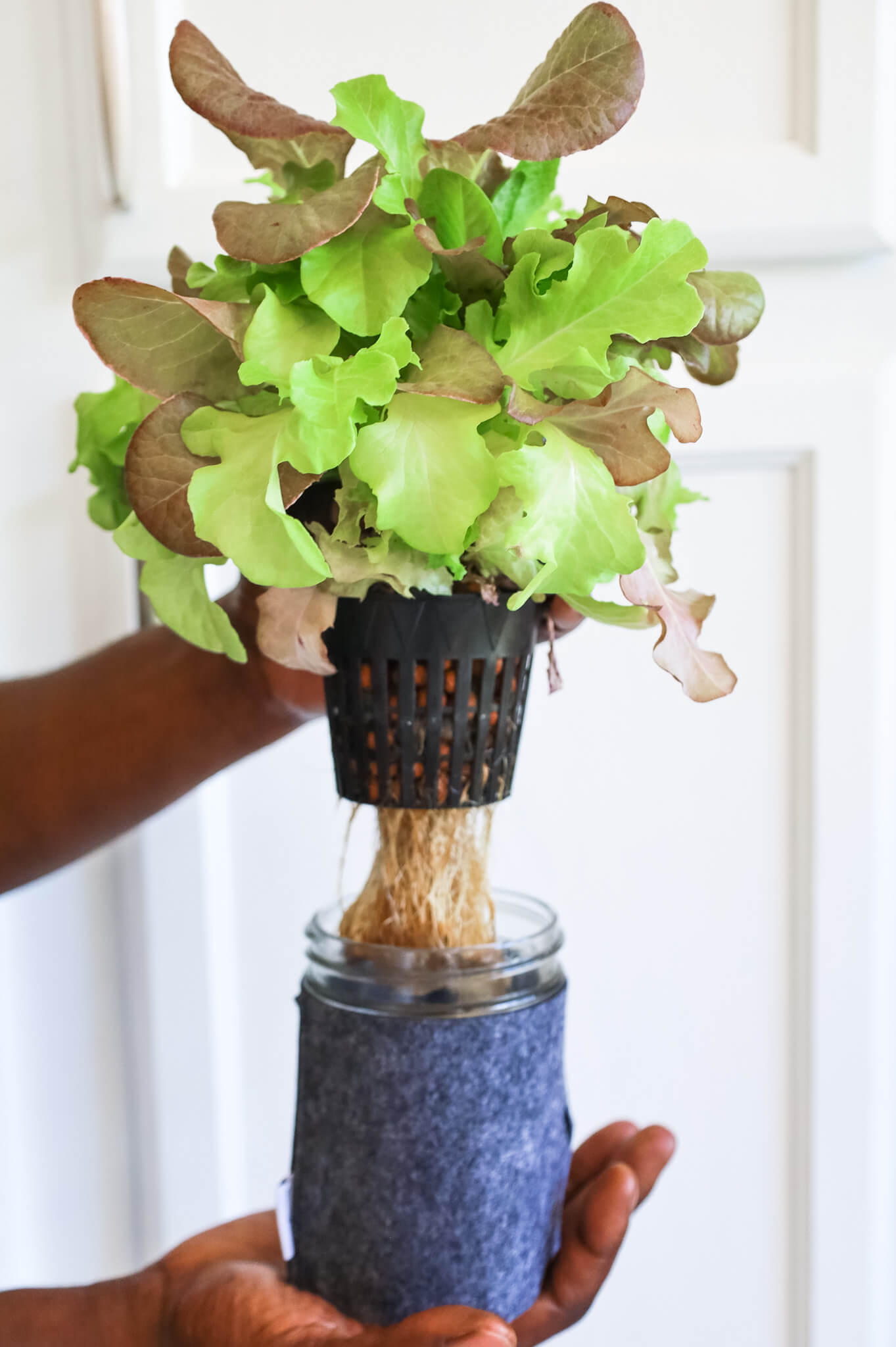 lettuce hand held showing roots in a coco and seed grow kit