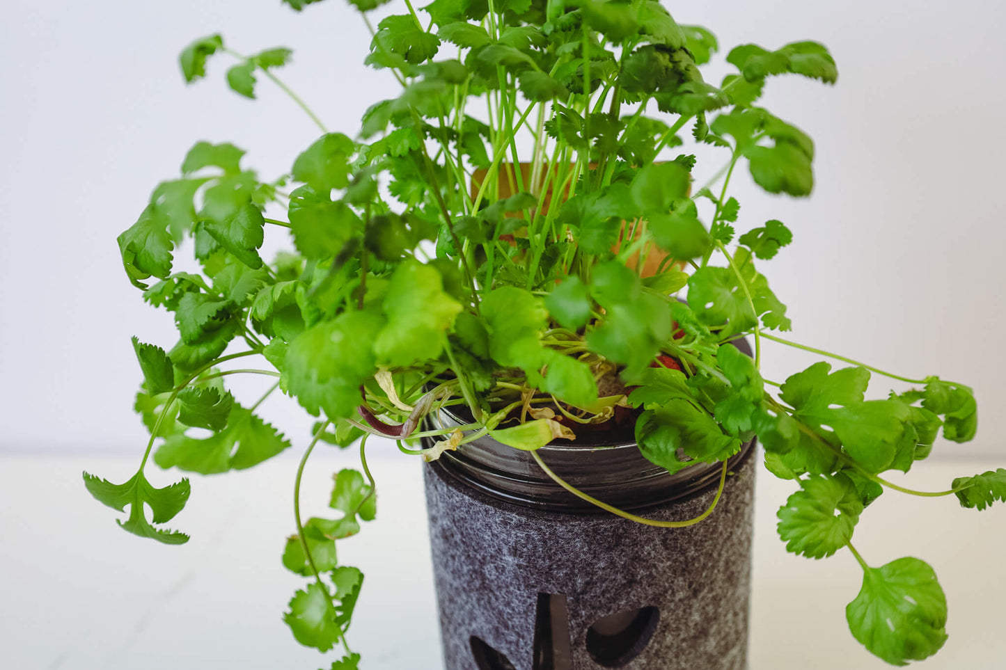 Hydroponic Mason Jar Garden Kit