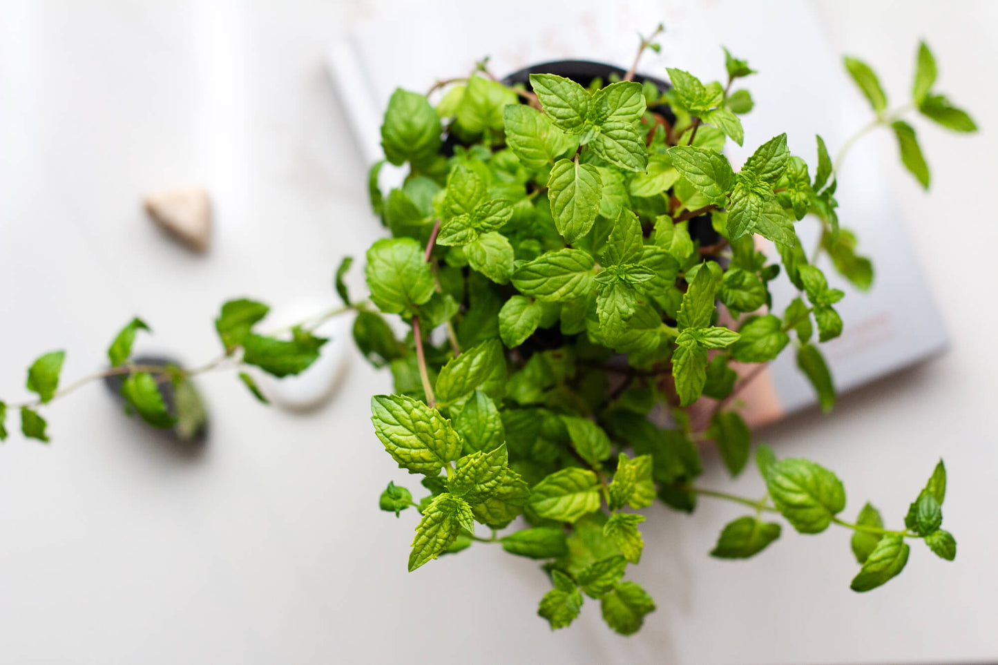mint growing hydroponically from a mason jar, top down image
