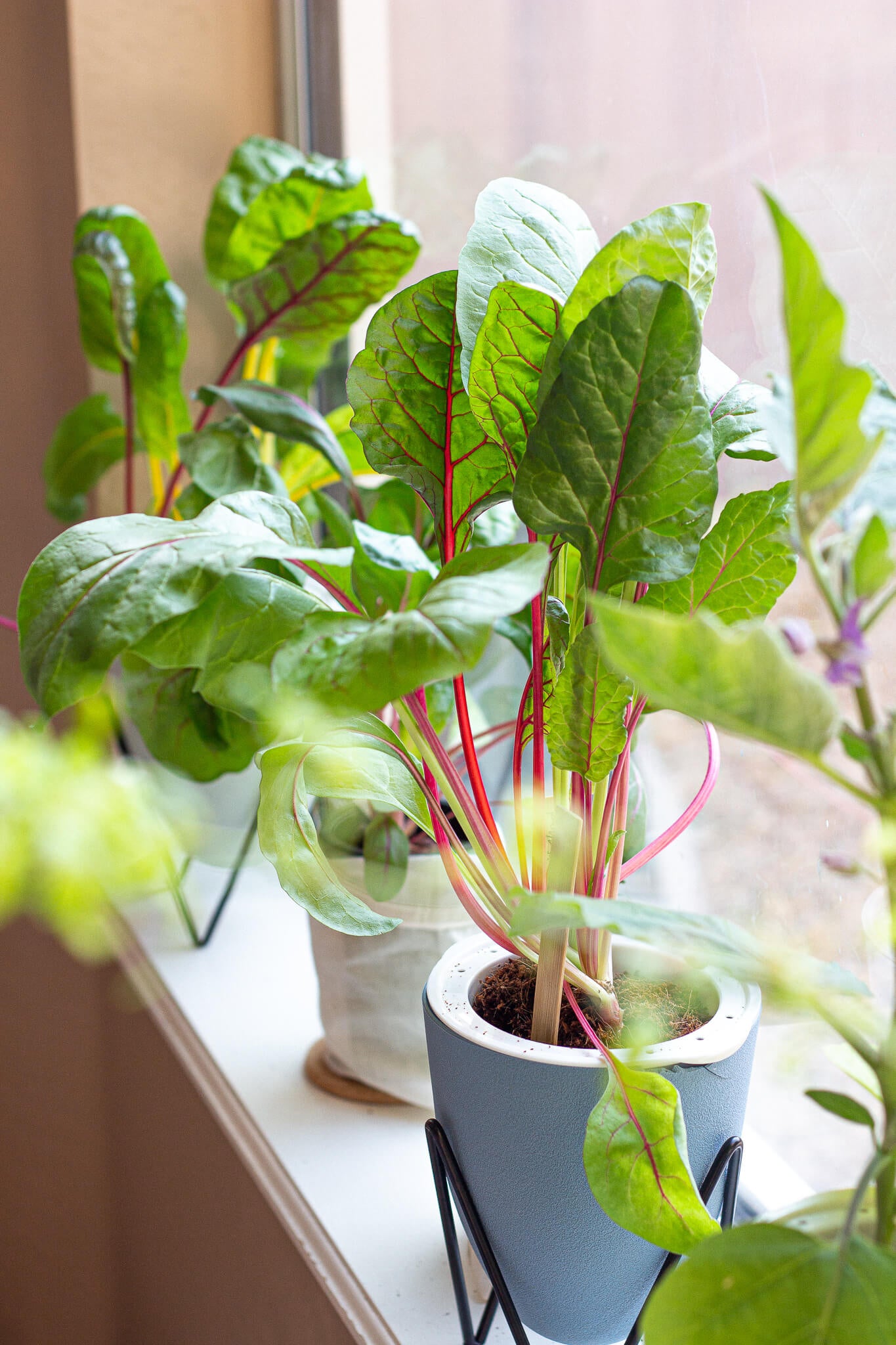 EcoPlanter Hydroponic Gardening Kit Seeds - Step 2