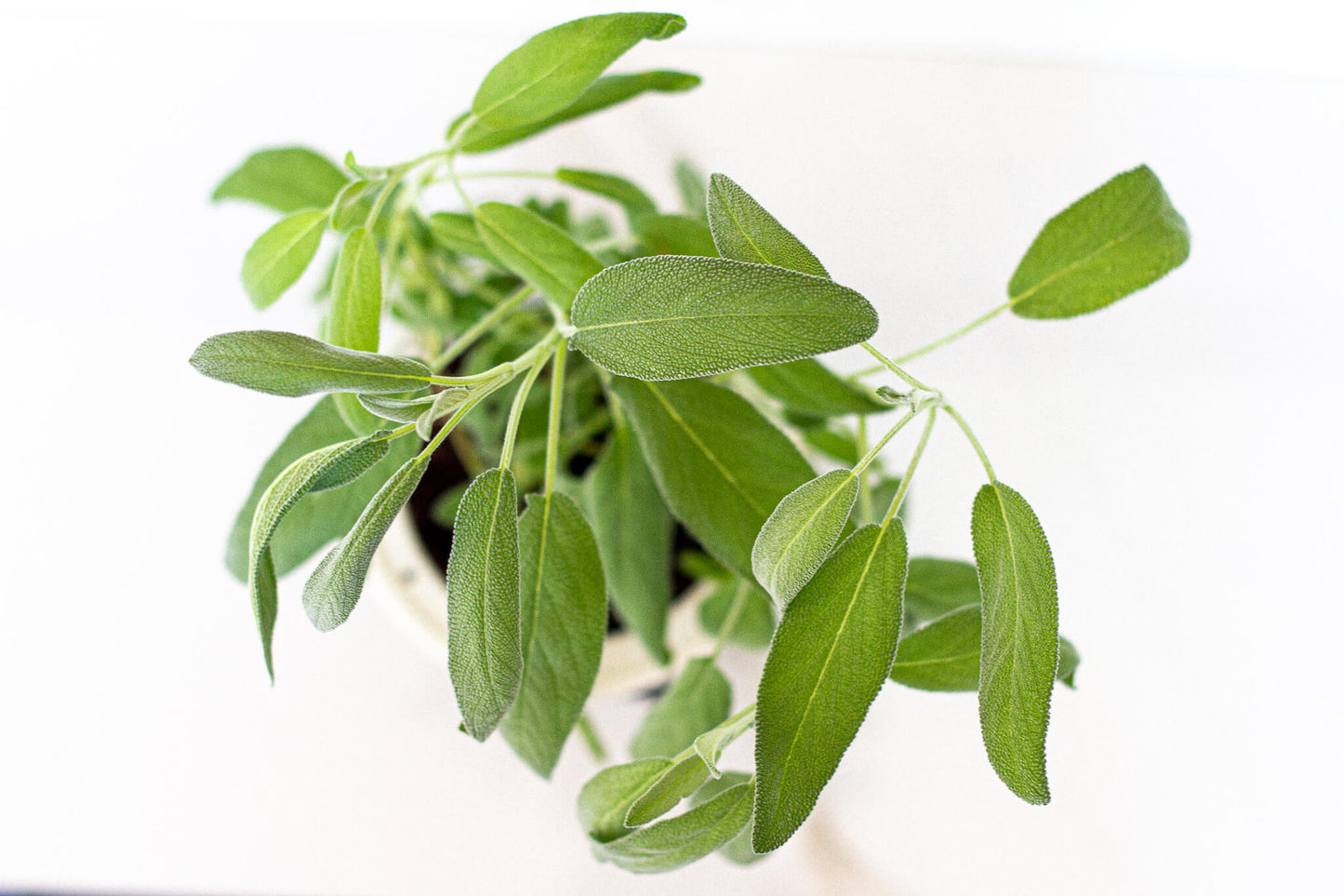sage hydroponic garden kit top down view showing textured leaves