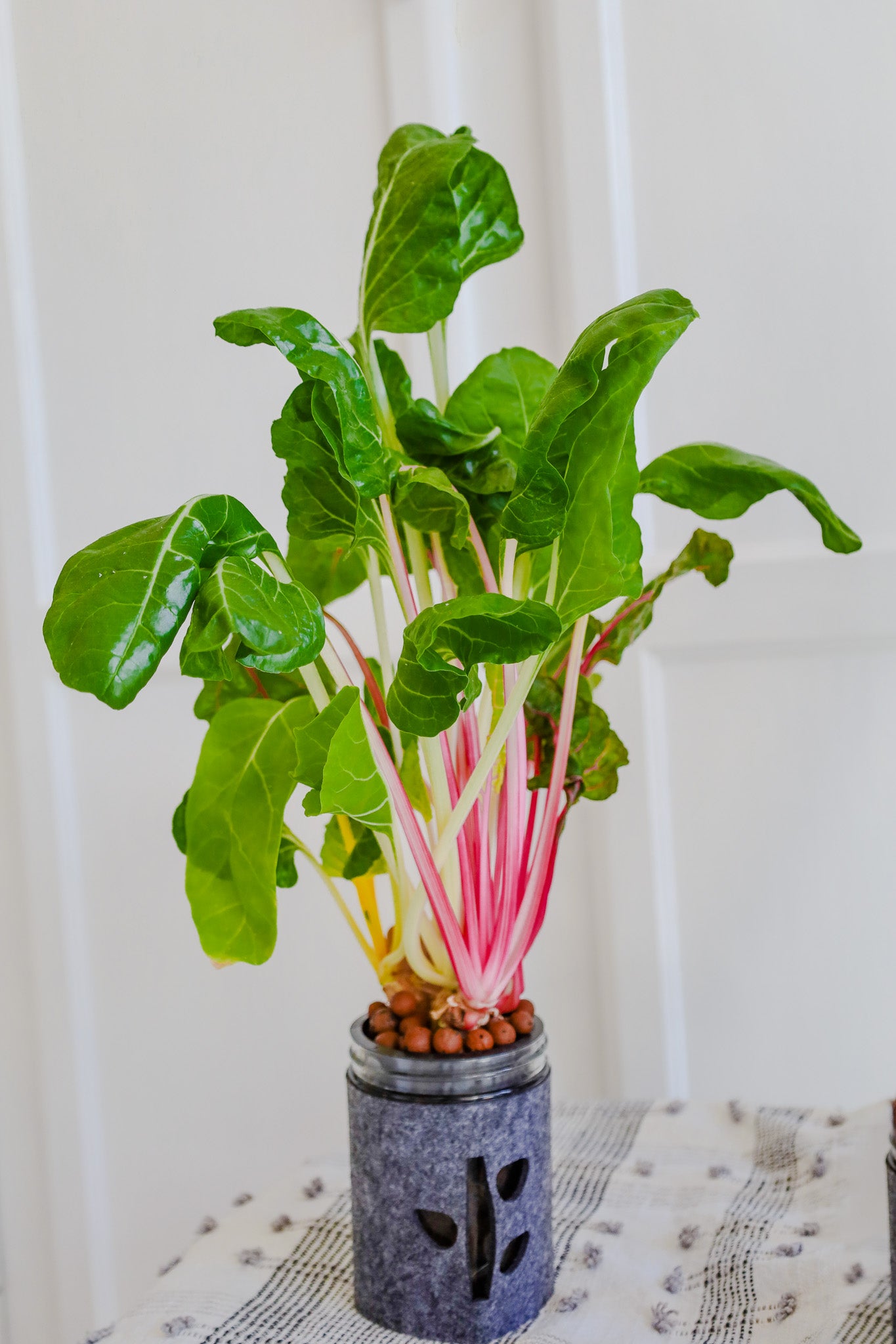 Swiss Chard Hydroponic Mason Jar Garden Kit