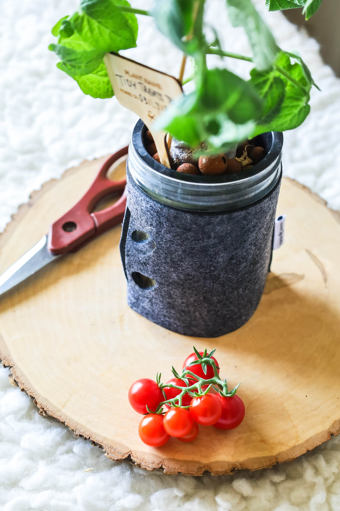 fresh set of cherry tomato harvested from coco and seed hydroponic kit