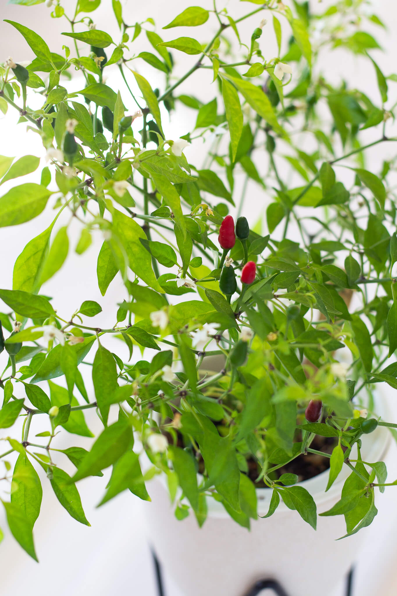 EcoPlanter Hydroponic Gardening Kit Seeds - Step 2