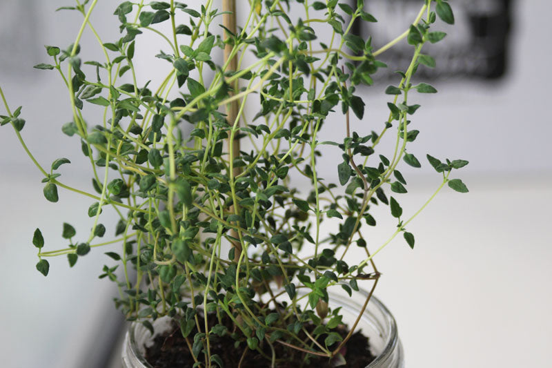 Soil Mason Jar Indoor Garden Kit