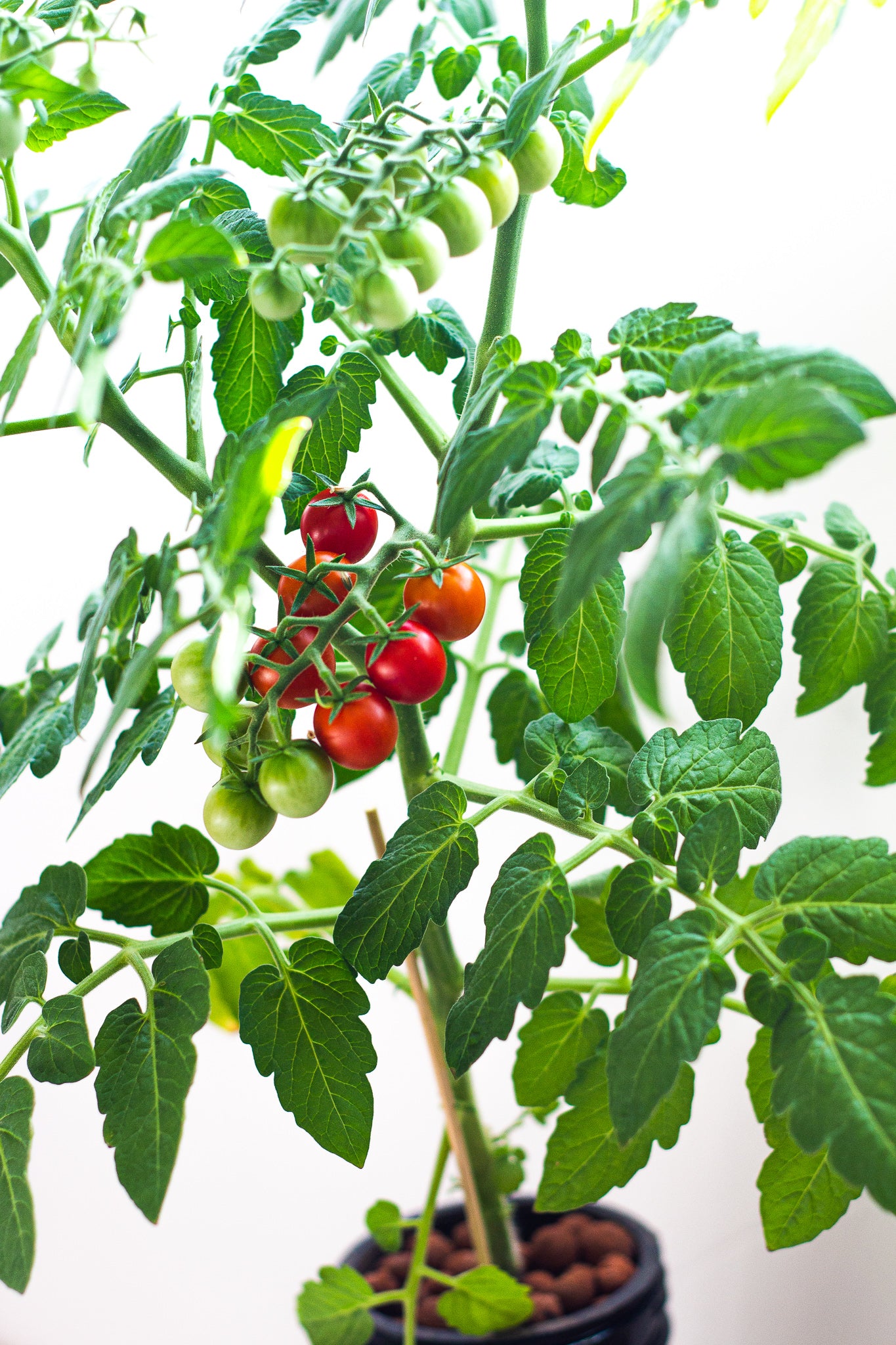 tidy treats tomato growing in mason jar close up image